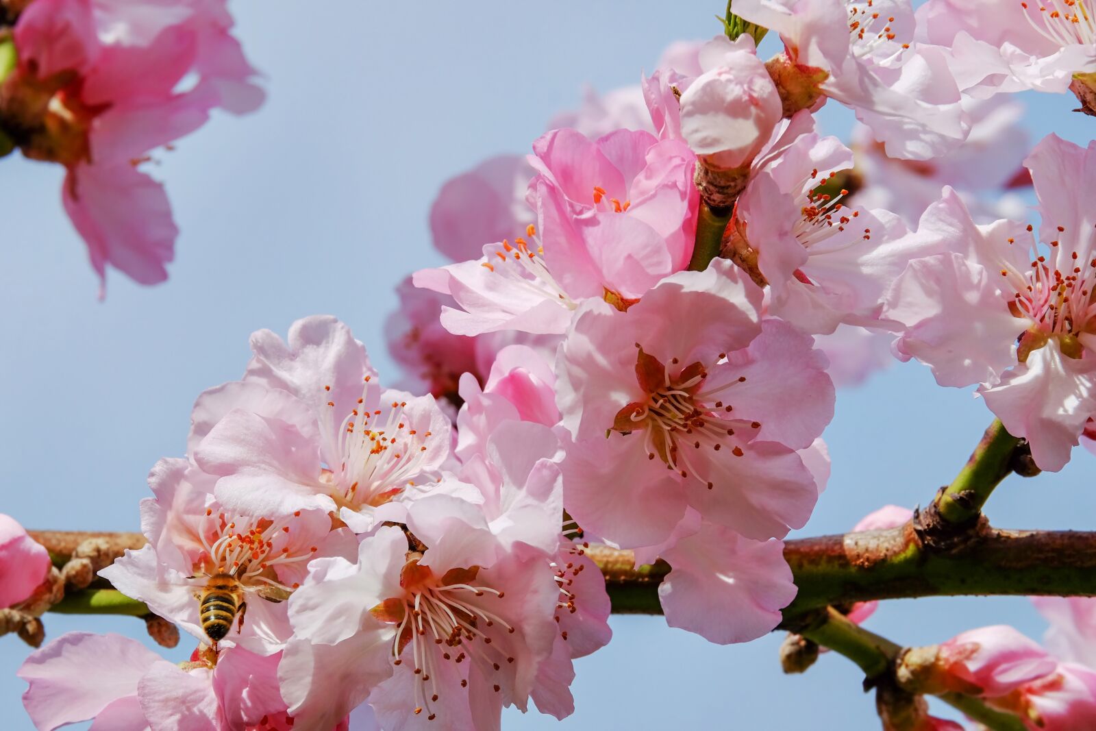 Fujifilm XF 55-200mm F3.5-4.8 R LM OIS sample photo. Japanese cherry trees, blossom photography