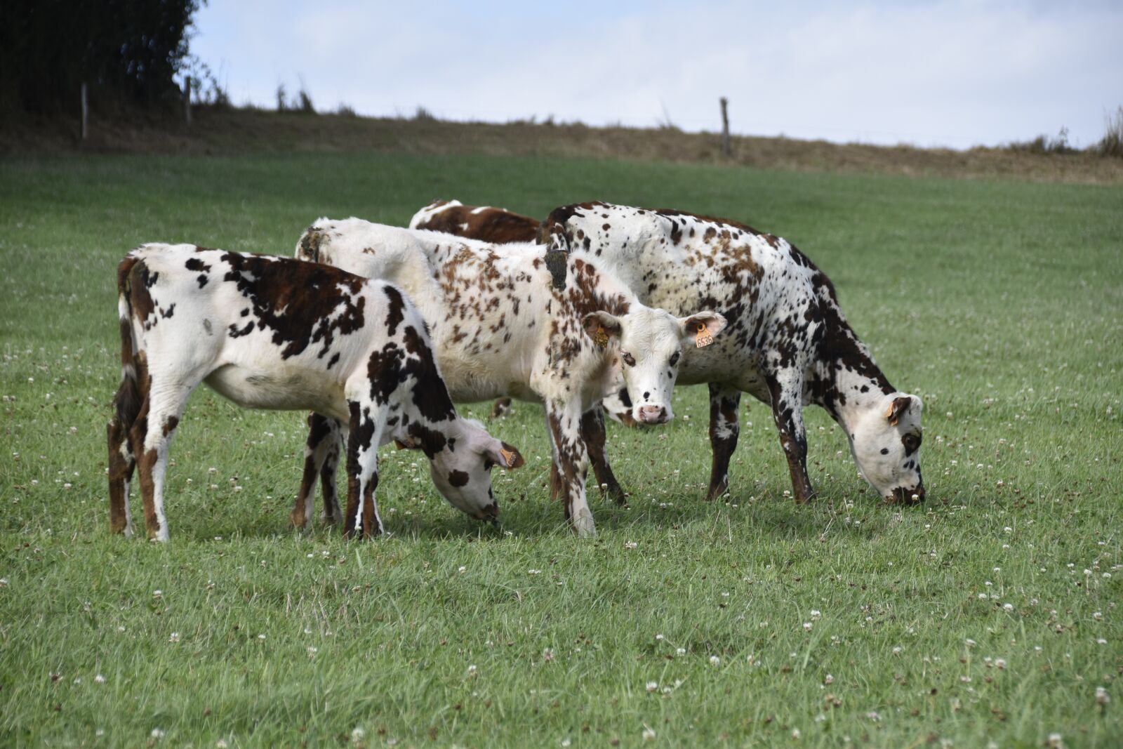 Nikon D5600 sample photo. Cows, cows grazing, prairie photography