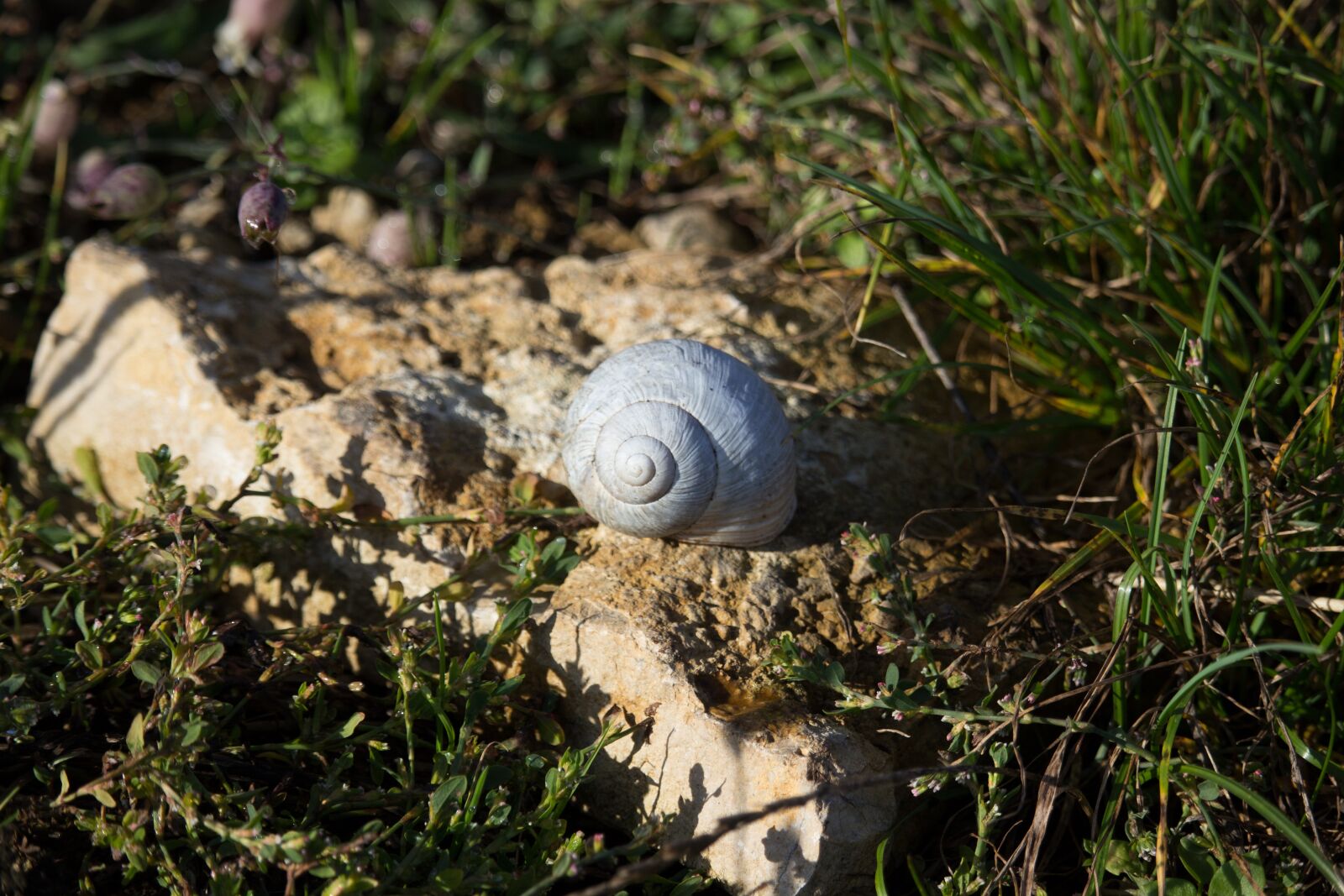 Canon EF-S 55-250mm F4-5.6 IS STM sample photo. Shell, snail, stone photography