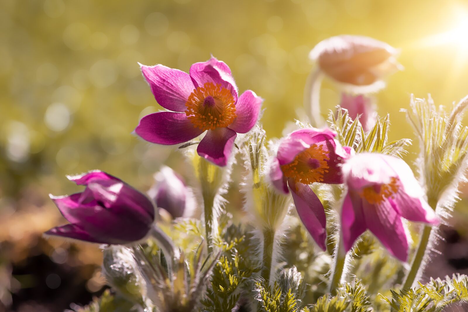Nikon D750 sample photo. Anemones, flowers, spring photography