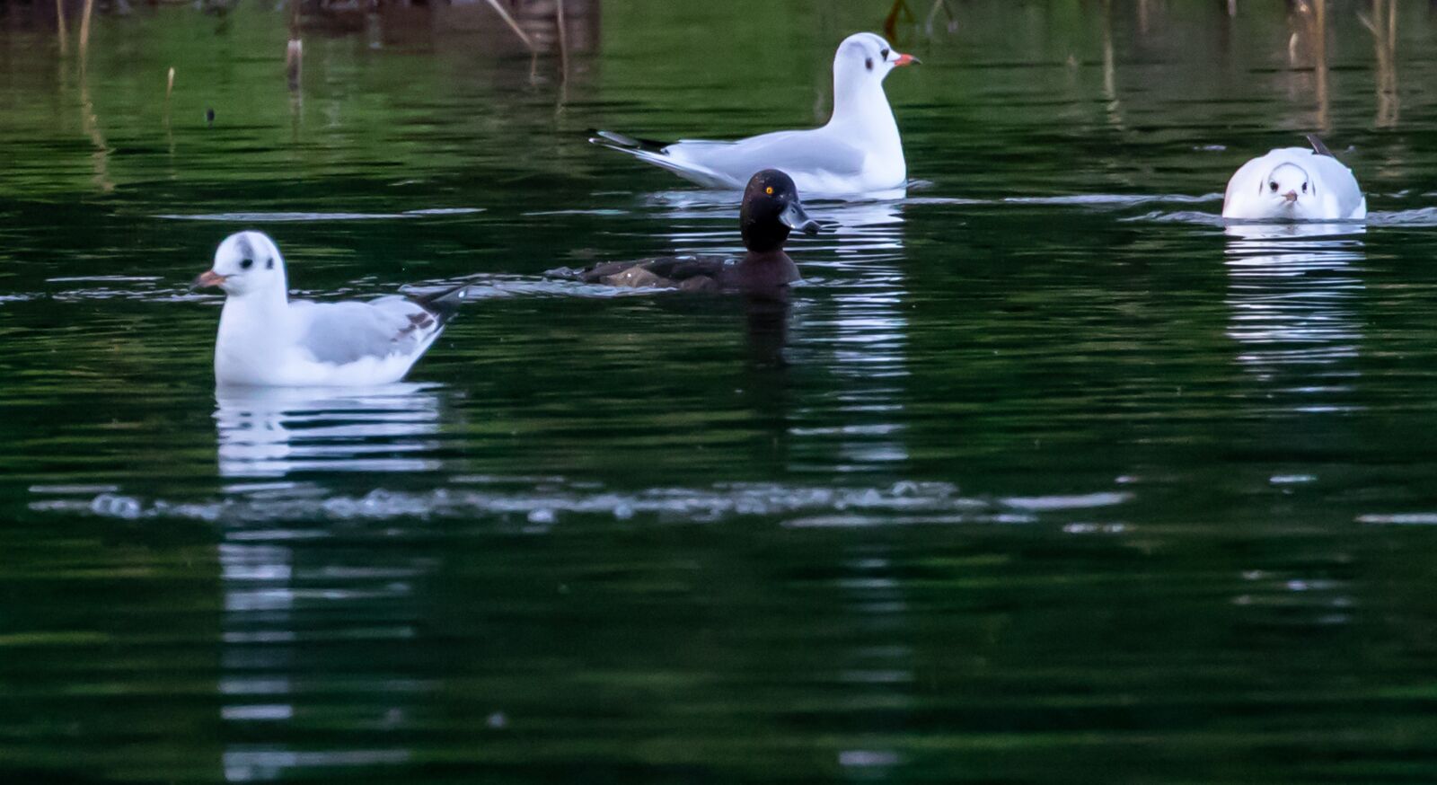Canon EOS 7D Mark II sample photo. Black headed gull, winter photography