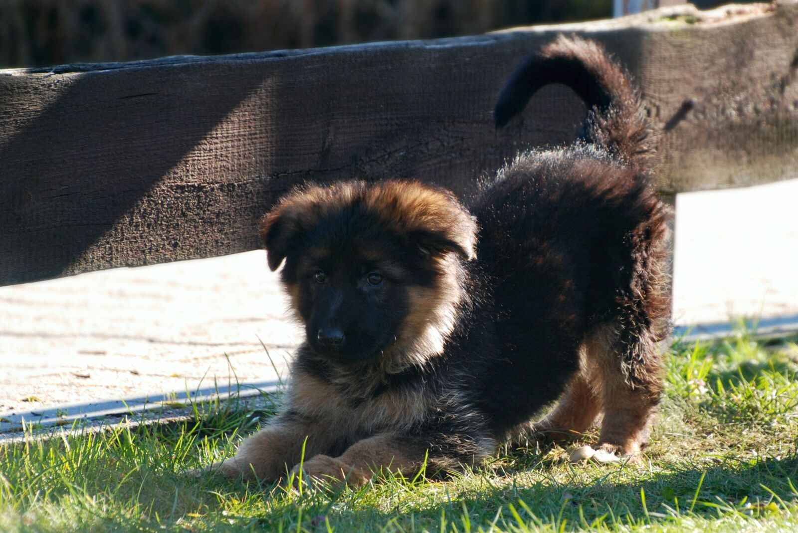 Nikon D80 sample photo. Sch fer dog, dog photography