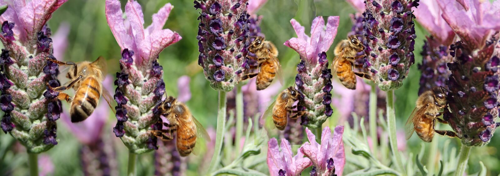 Olympus TG-5 sample photo. Bees, insects, pollen photography