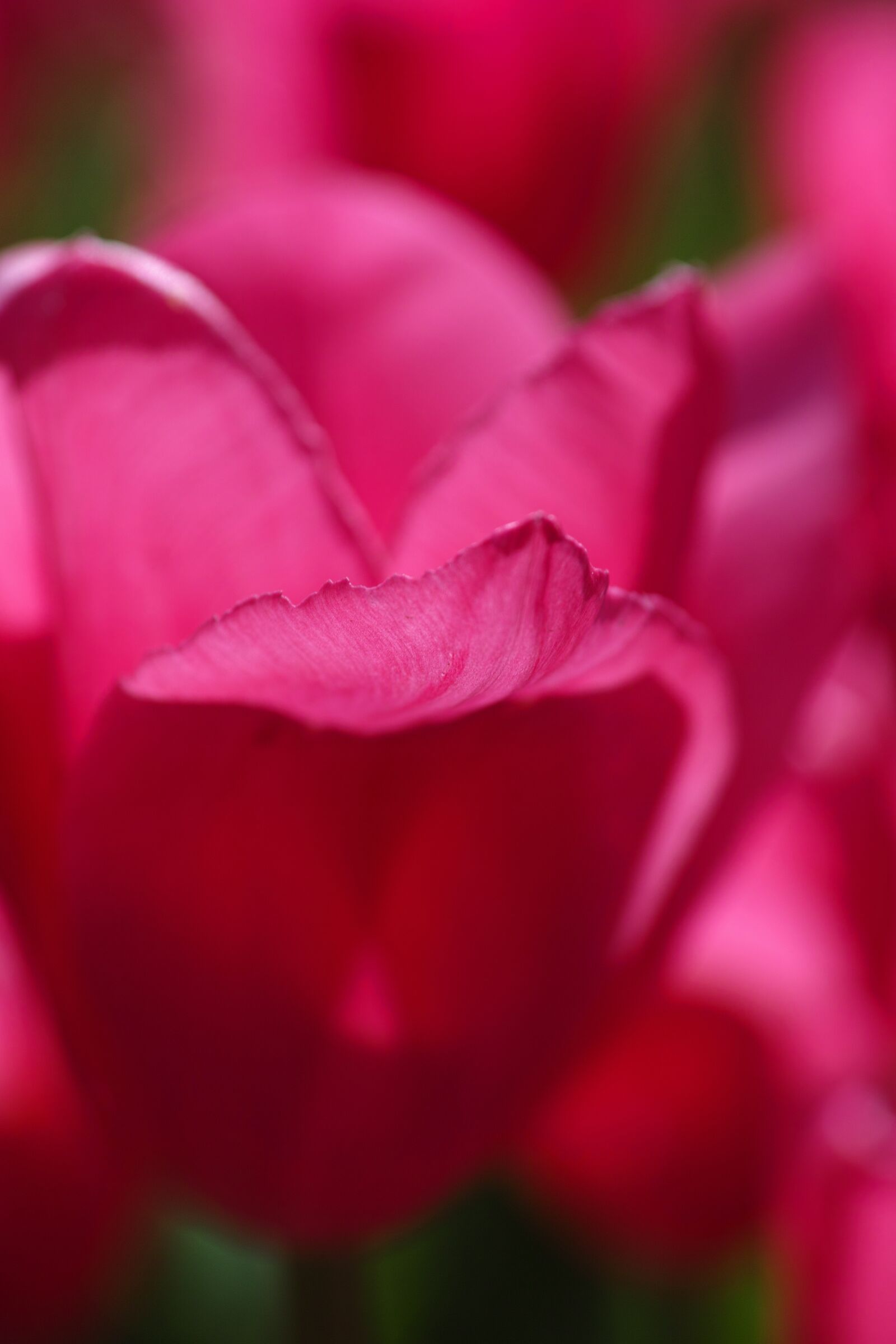 Sigma DP3 Merrill sample photo. Flower, purple, pink photography