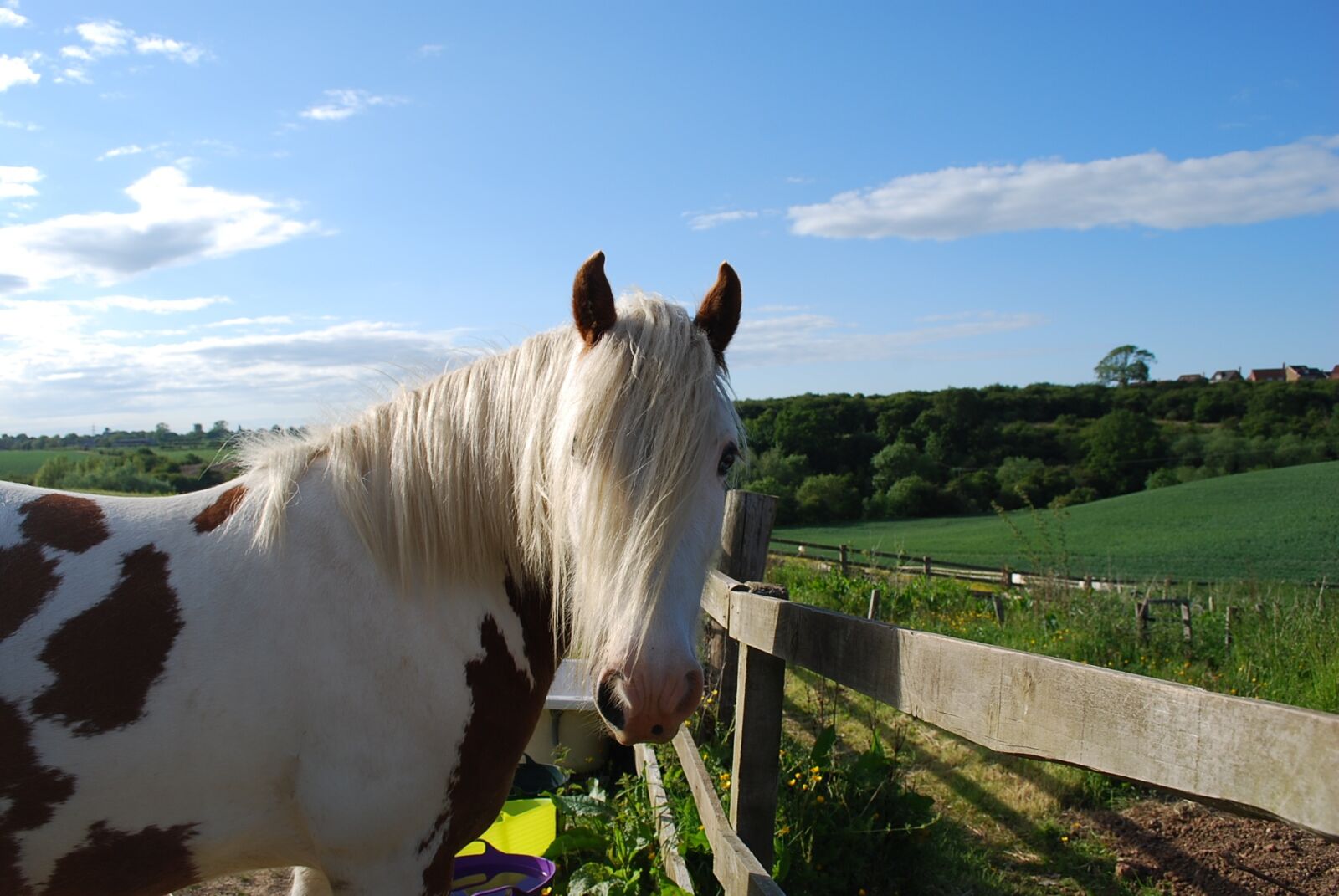 Nikon D60 sample photo. Horse, cobb, field photography