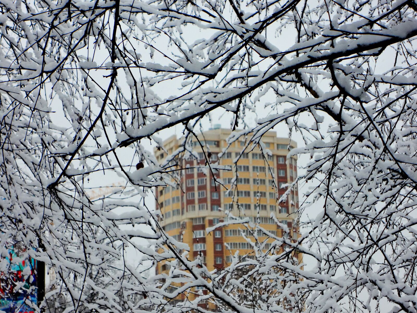 Sony Cyber-shot DSC-WX50 sample photo. Winter, snow, branch photography