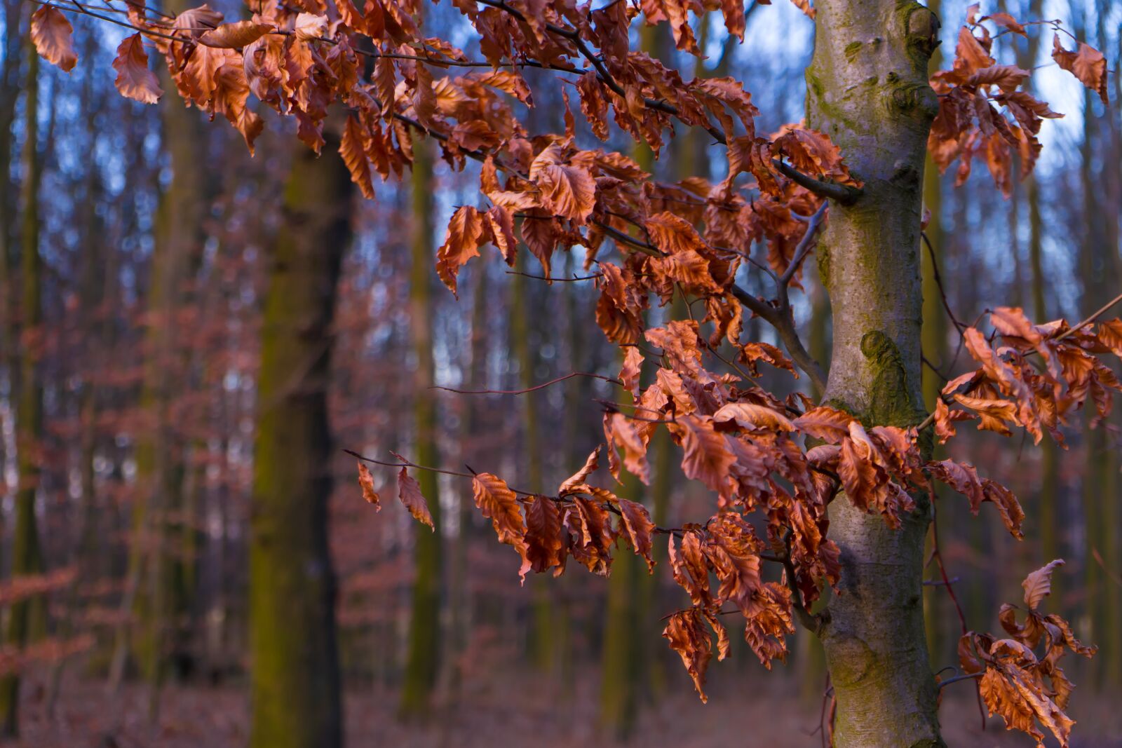 Sony a7 sample photo. Autumn, leaves, forest photography
