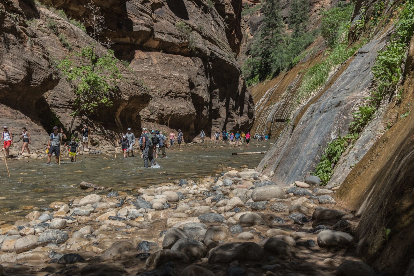 Canon EOS 7D Mark II sample photo. Zion, water, walk photography
