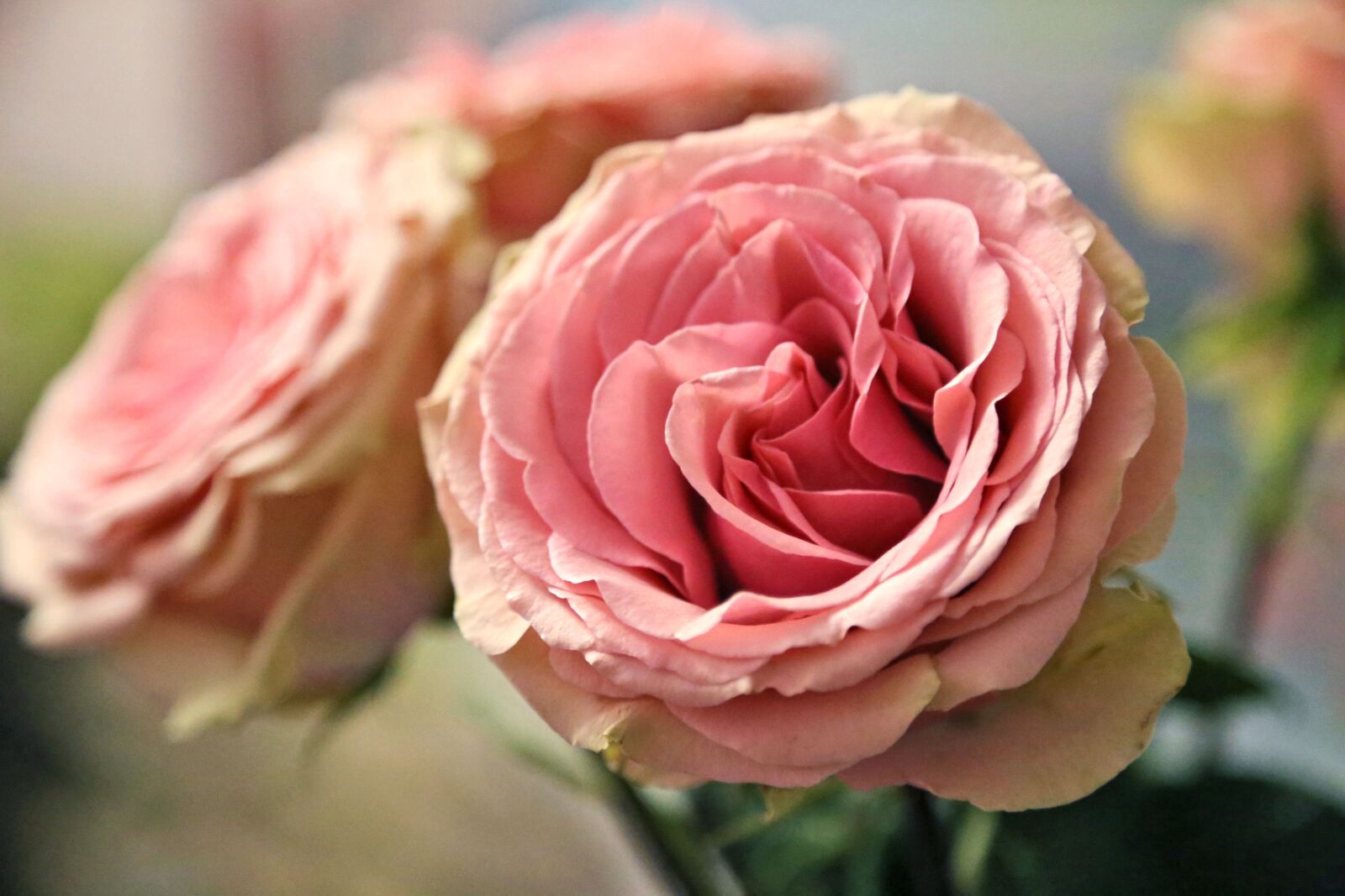 Canon EOS 6D + Canon EF 24-105mm F4L IS USM sample photo. Roses, flowers, tender rose photography
