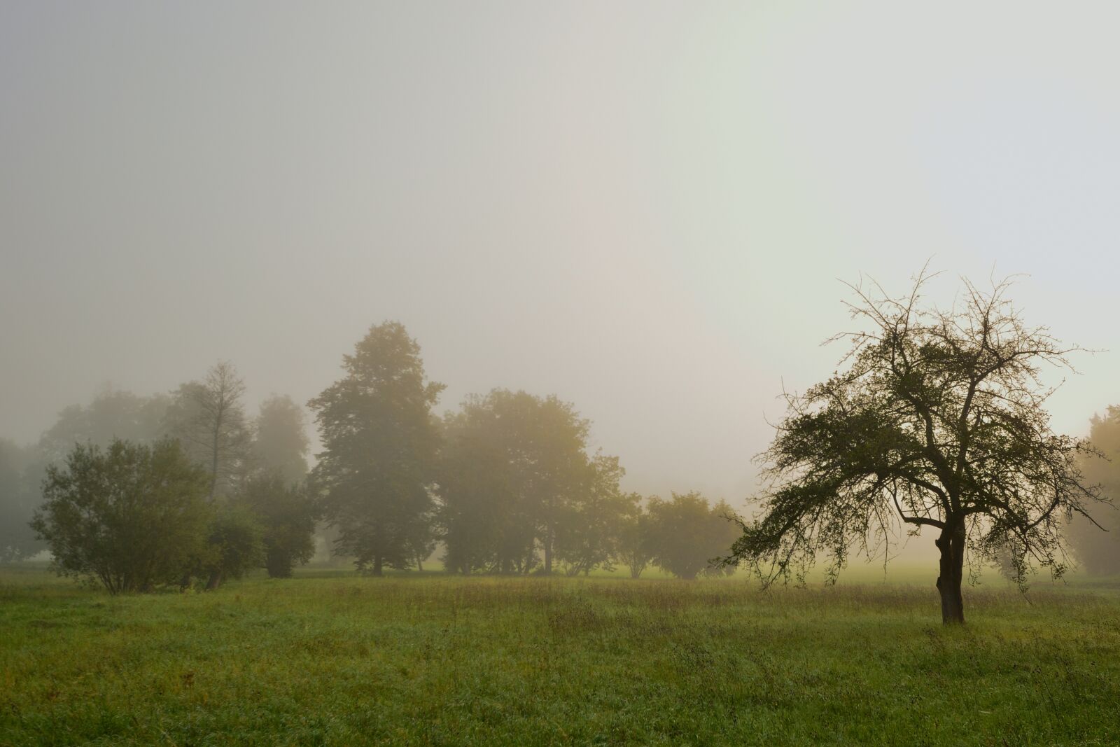 Nikon D5200 sample photo. Landscape, park, fog photography