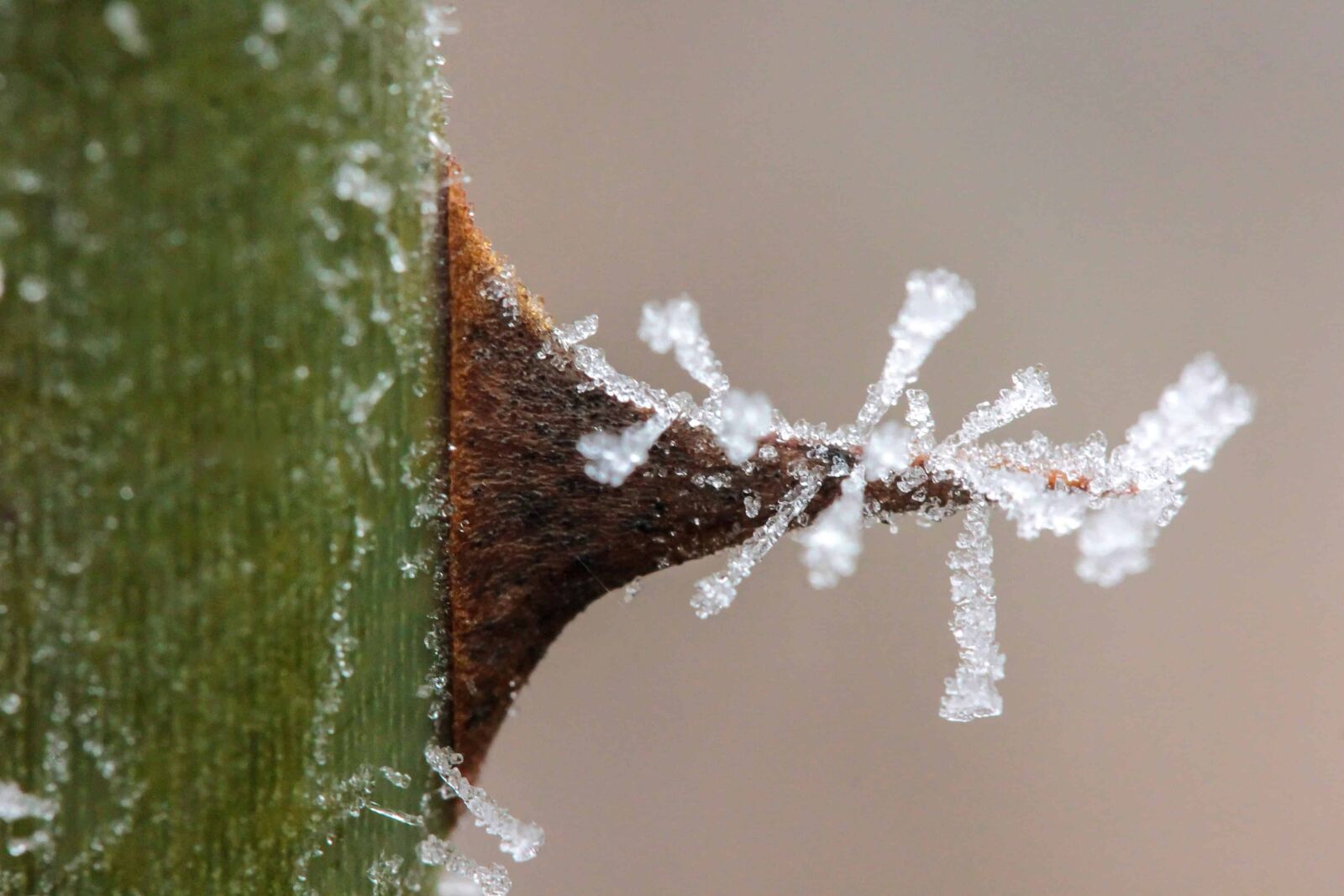 Canon EOS 1100D (EOS Rebel T3 / EOS Kiss X50) sample photo. Macro, snowflake, detail, winter photography