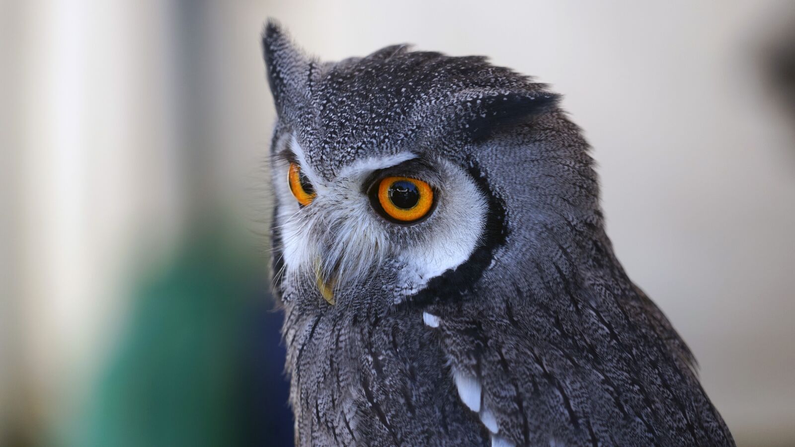 Sony FE 24-240mm F3.5-6.3 OSS sample photo. Owl, eye view, zwerguhu photography