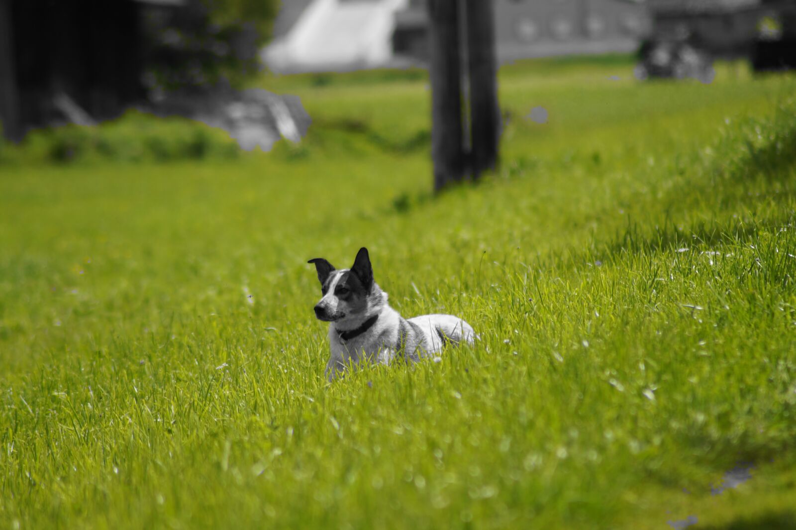 Sony SLT-A58 sample photo. Dog, meadow, attentive dog photography