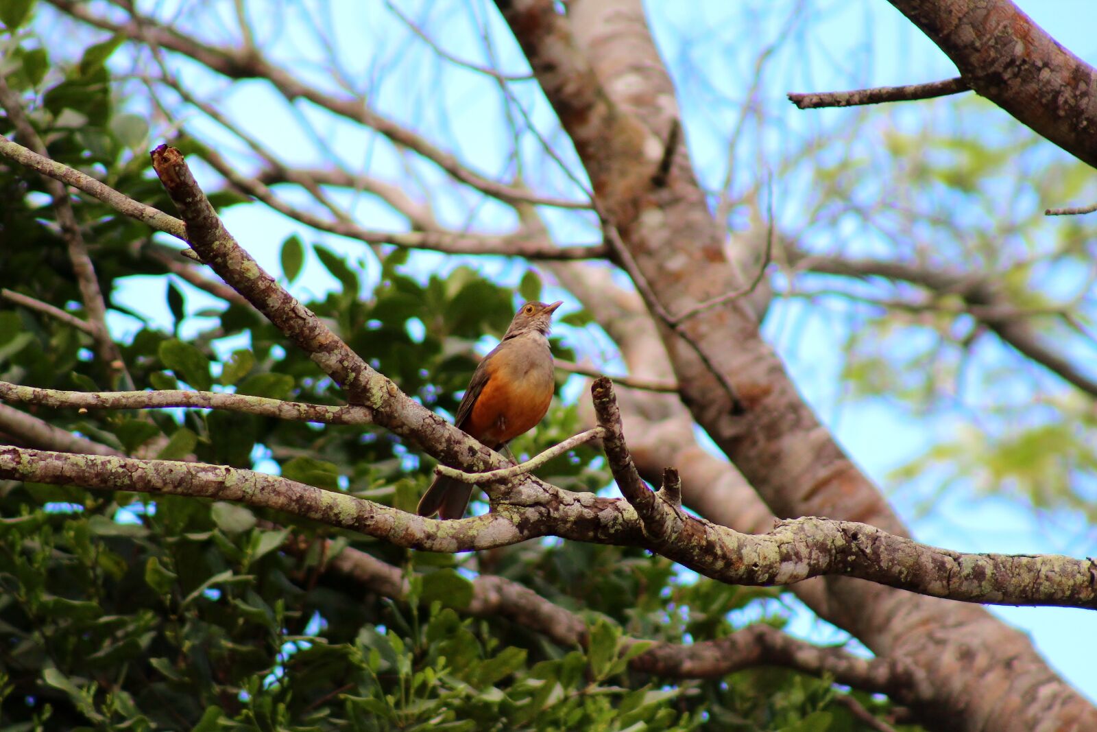 Canon EOS 1300D (EOS Rebel T6 / EOS Kiss X80) sample photo. Sabiá-laranjeira, bird, brazilian photography