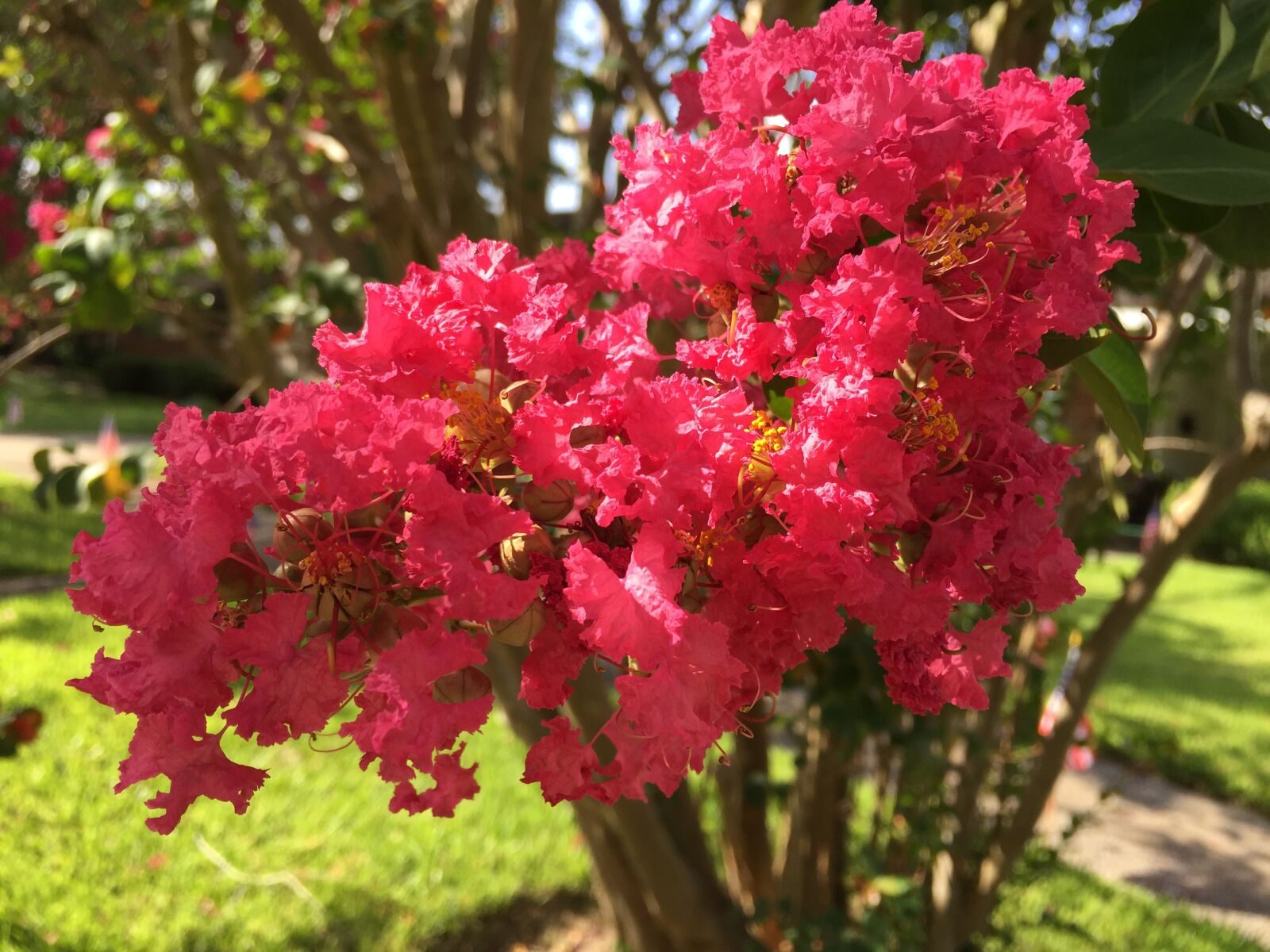 iPhone 6 Plus back camera 4.15mm f/2.2 sample photo. Pink, flowers, nature photography