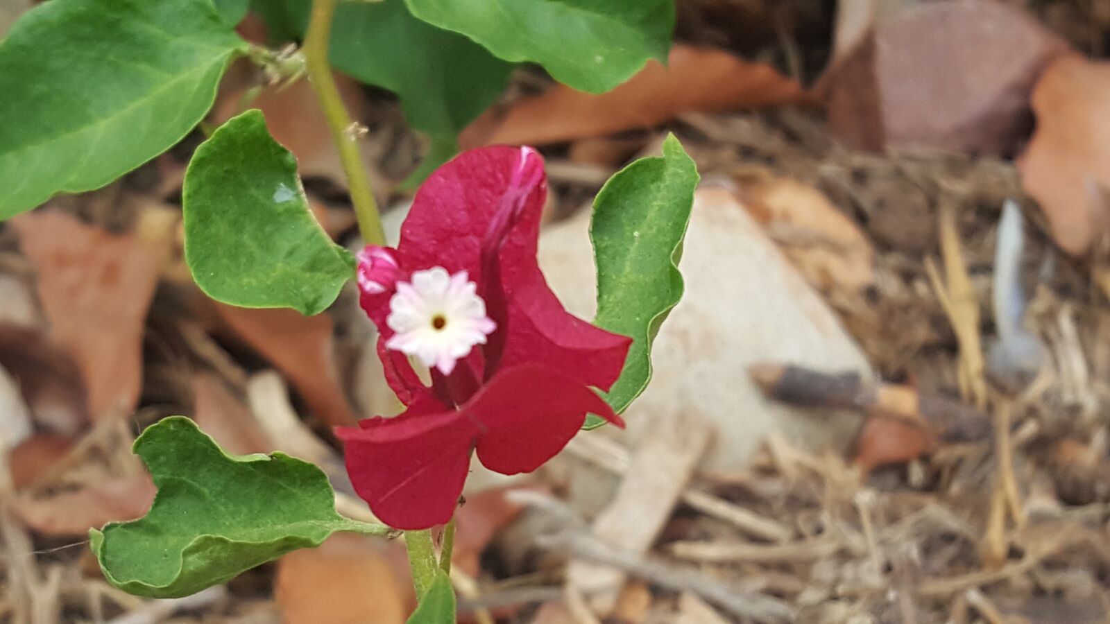 Samsung Galaxy Note5 sample photo. Flower, nature, magenta photography