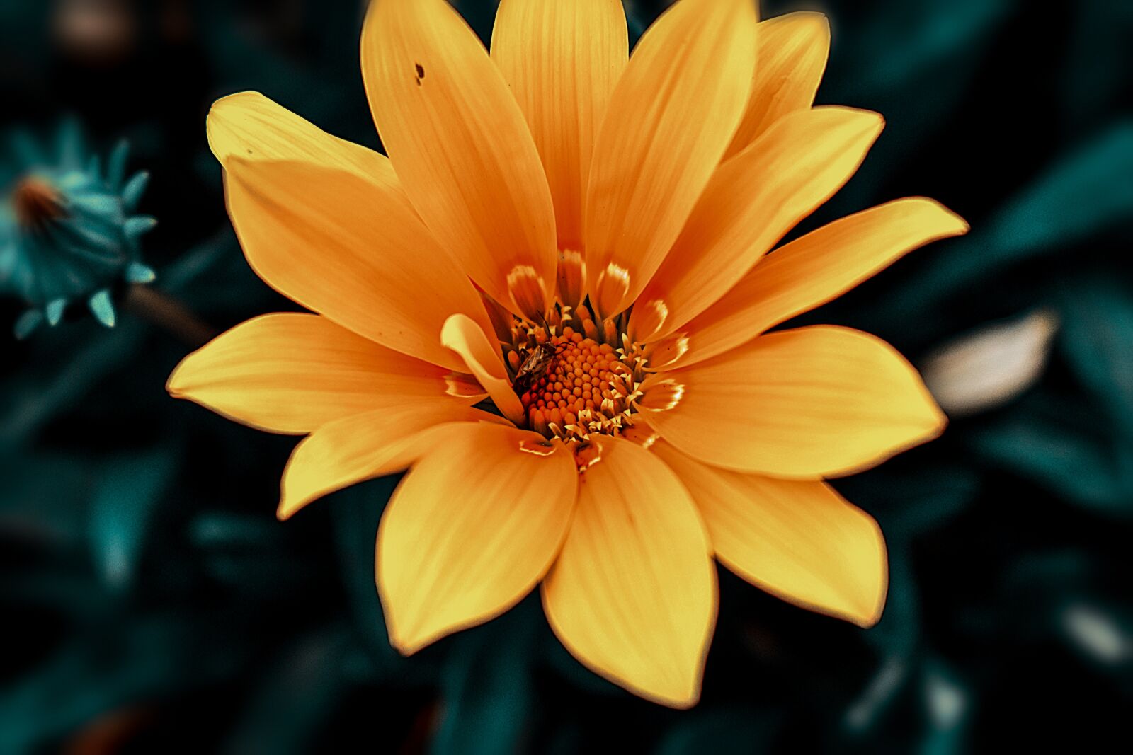 Nikon D3400 sample photo. Flower, nature, spring photography