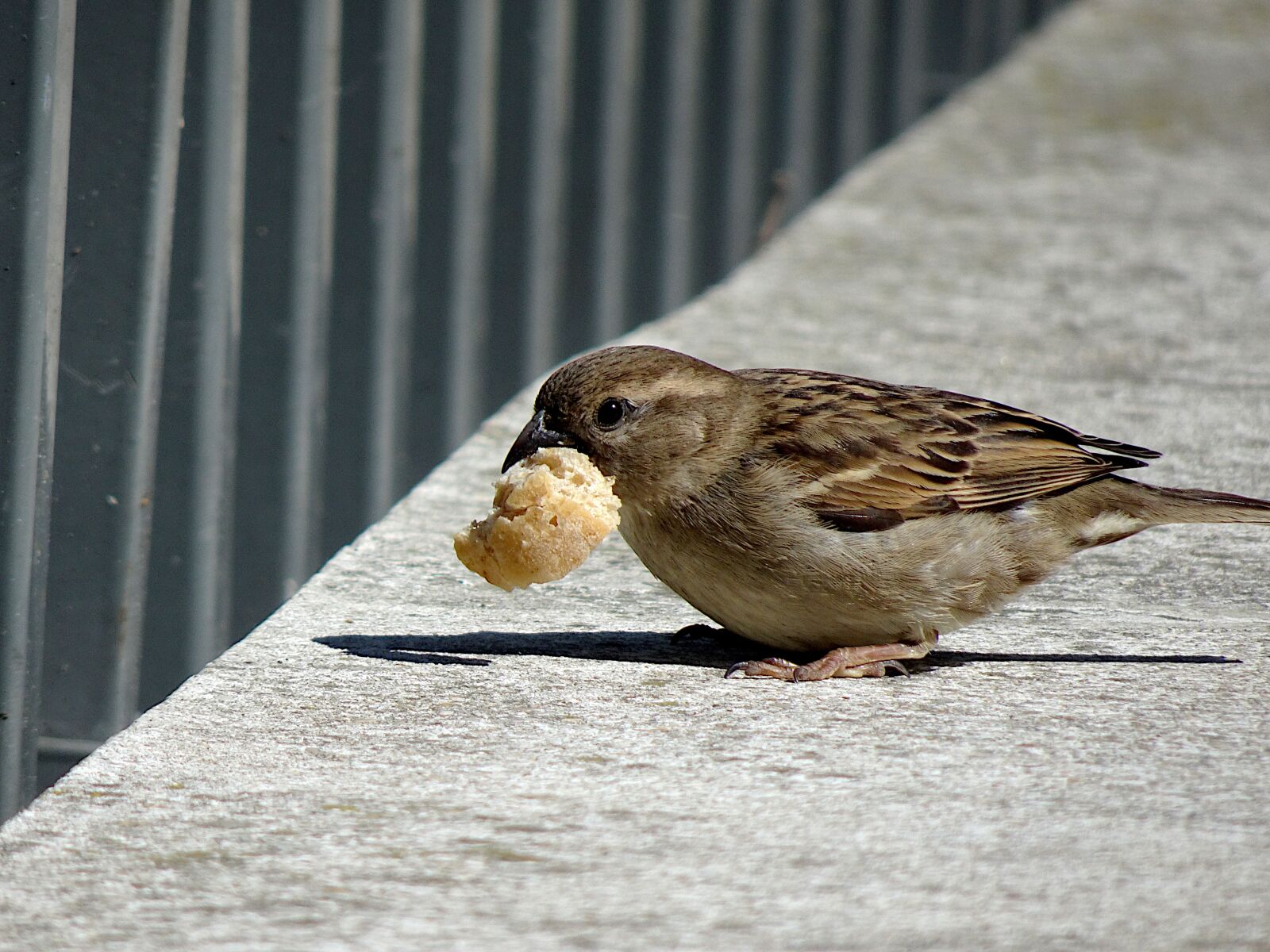 Sony Cyber-shot DSC-HX90V sample photo. Sparrow, birds, animals photography