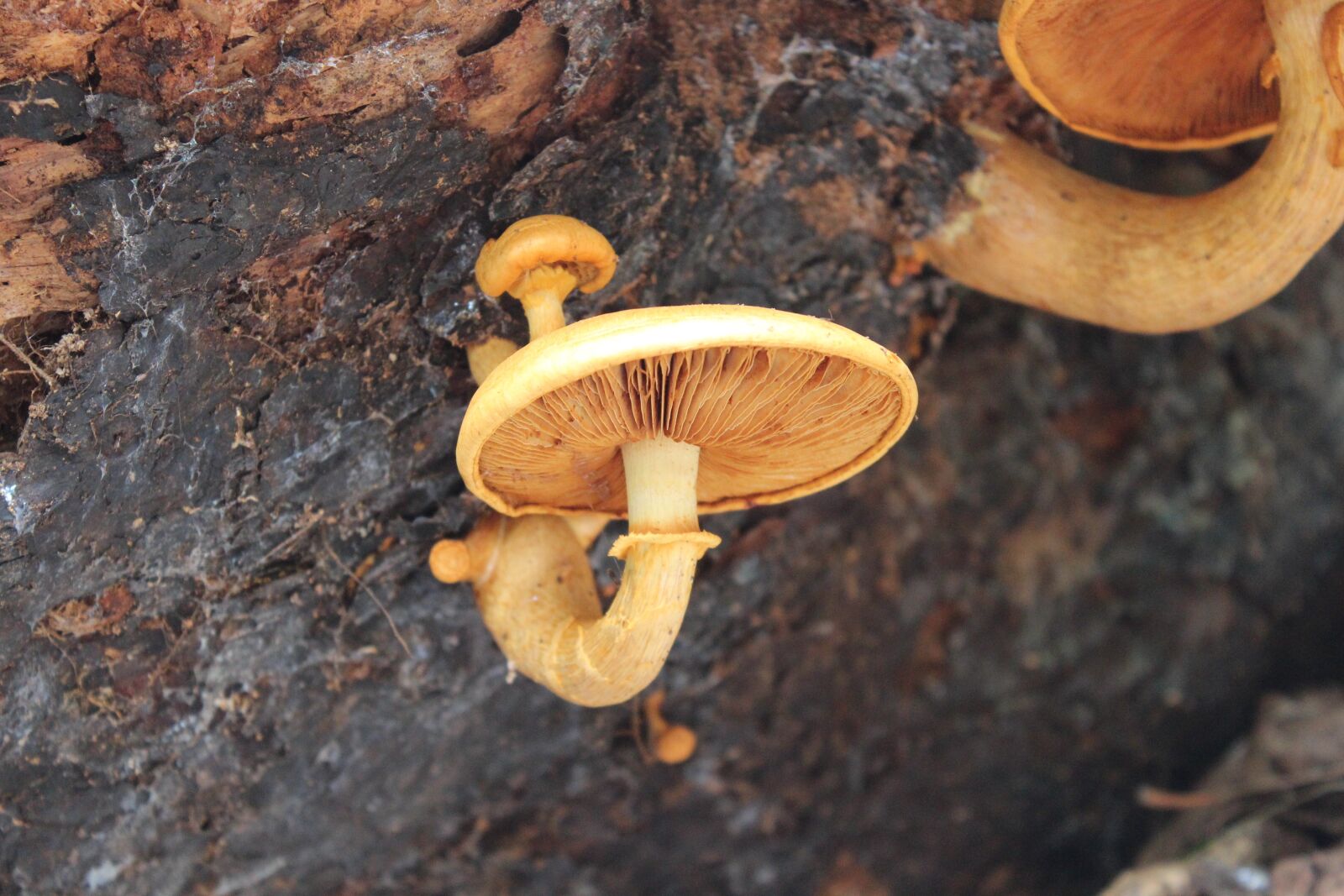 Canon EOS 600D (Rebel EOS T3i / EOS Kiss X5) sample photo. Fungus, toadstool, mushroom photography