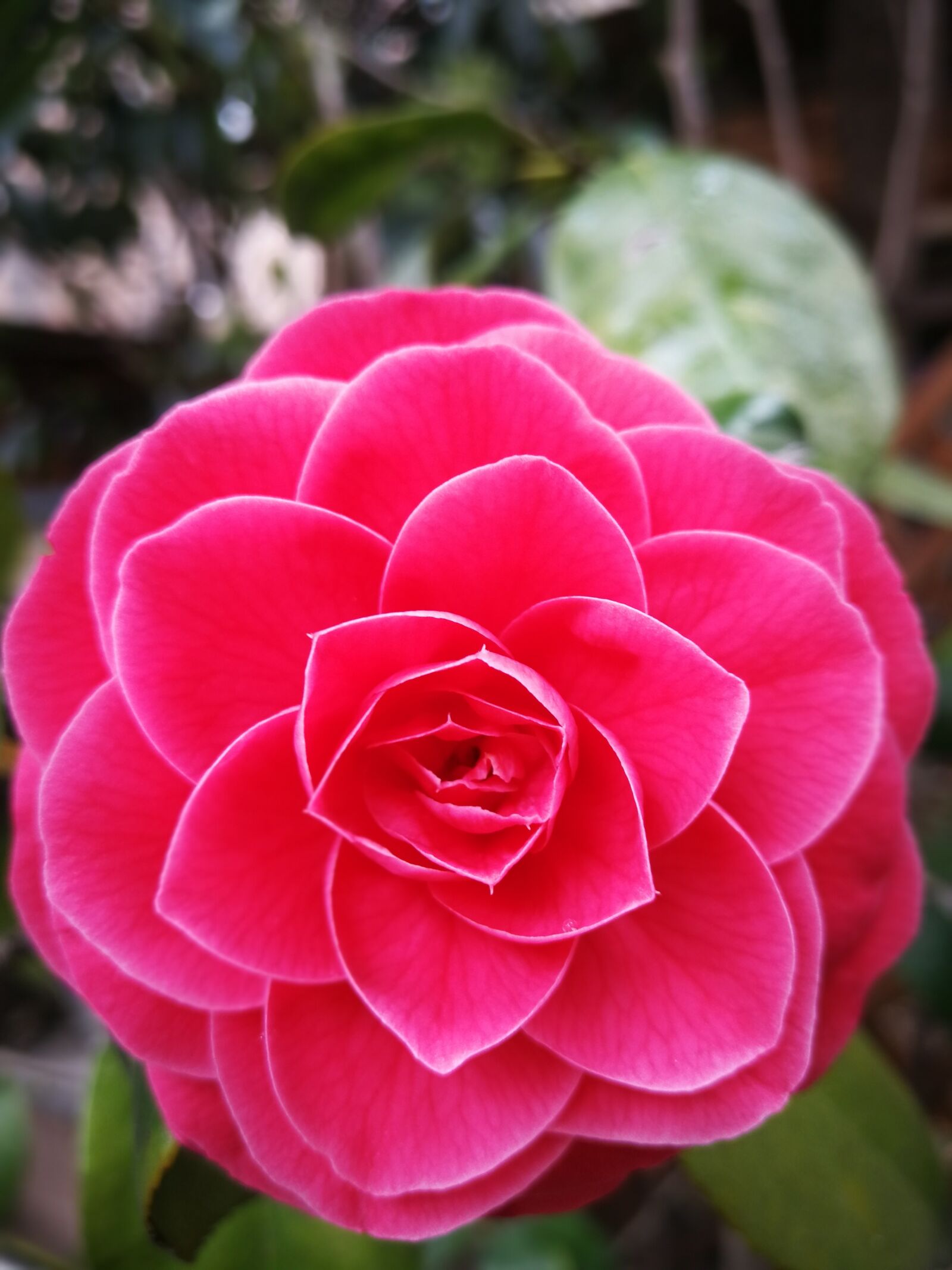 HUAWEI P10 Plus sample photo. Nature, flower, plant photography