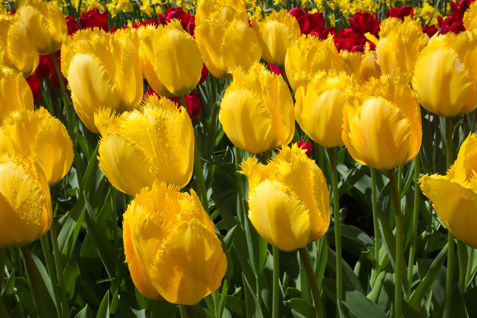 Fujifilm X100S sample photo. Tulips, flowers, yellow photography