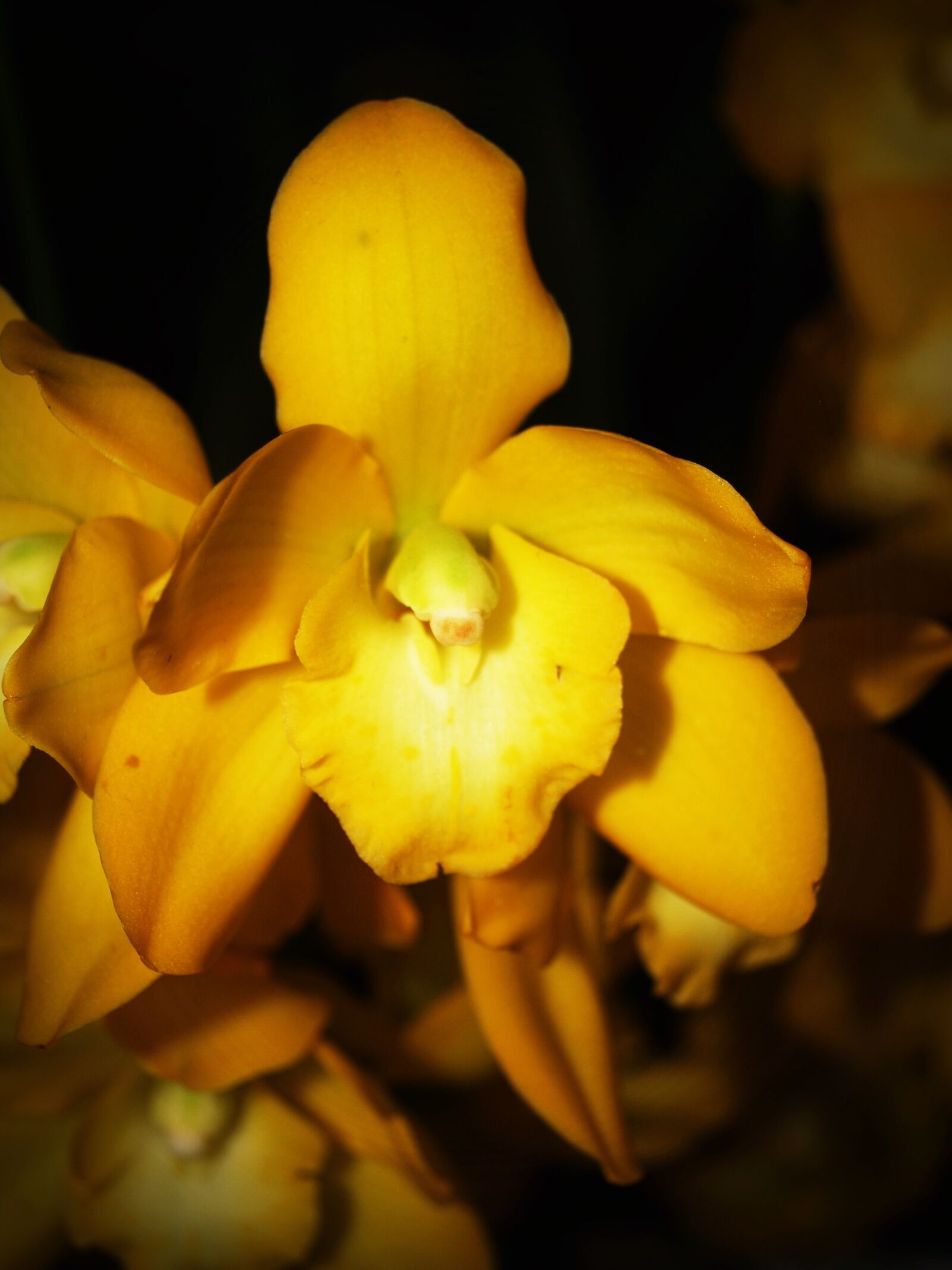 Olympus E-300 (EVOLT E-300) sample photo. Flower, orchid, tropical photography