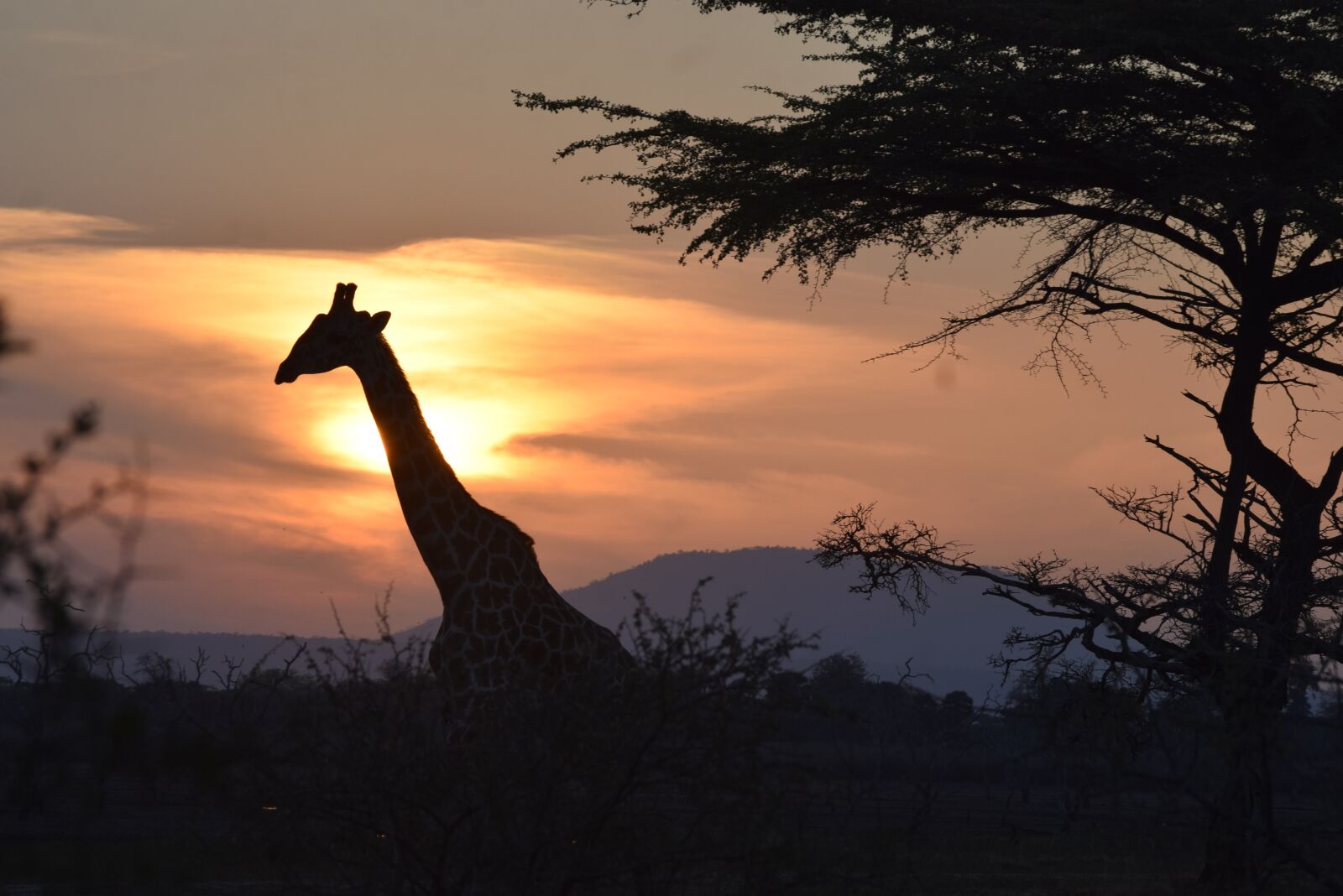 Nikon D3300 sample photo. Sunset, in the, bush photography
