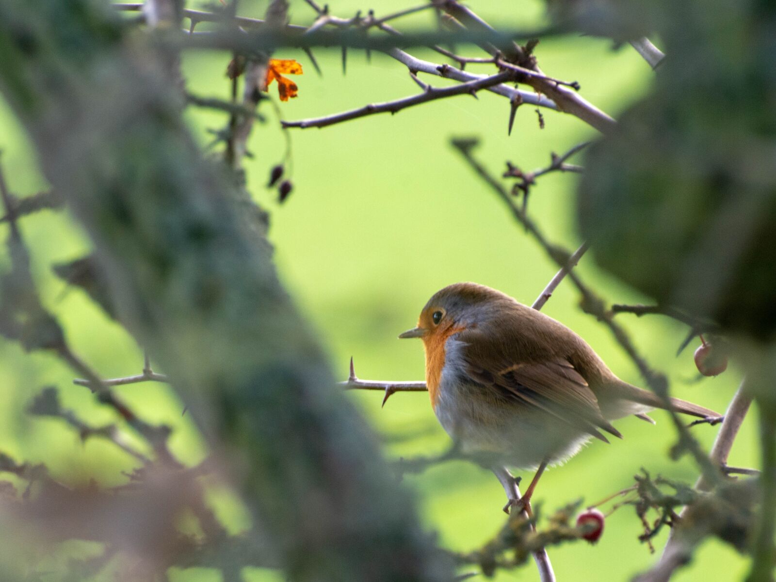 Nikon D7100 sample photo. Nature, birds, wildlife photography