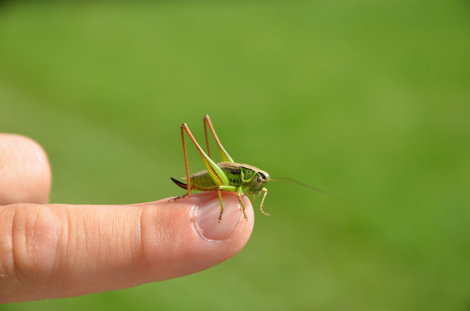 Nikon D7000 sample photo. Green, grasshopper, insect photography