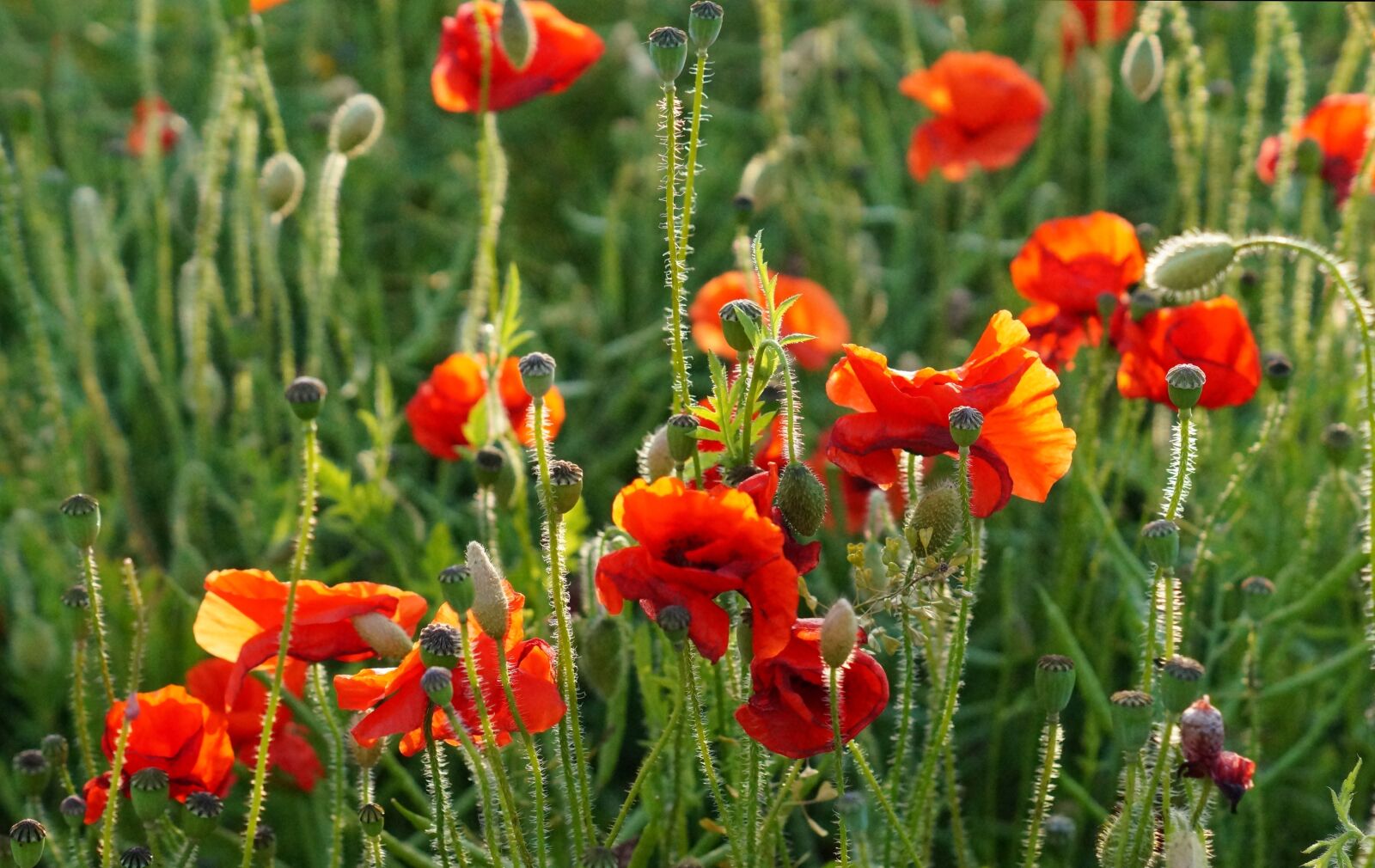 Sony SLT-A58 + Sony DT 50mm F1.8 SAM sample photo. Poppies, poppy field, nature photography