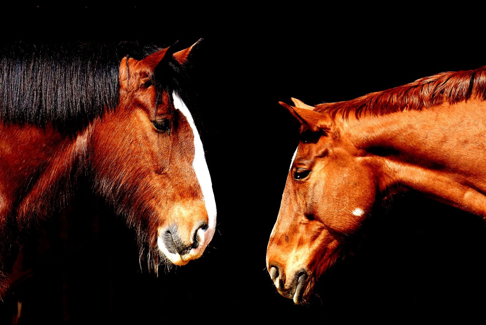 Nikon D7200 sample photo. Horses, friendship, horse stable photography