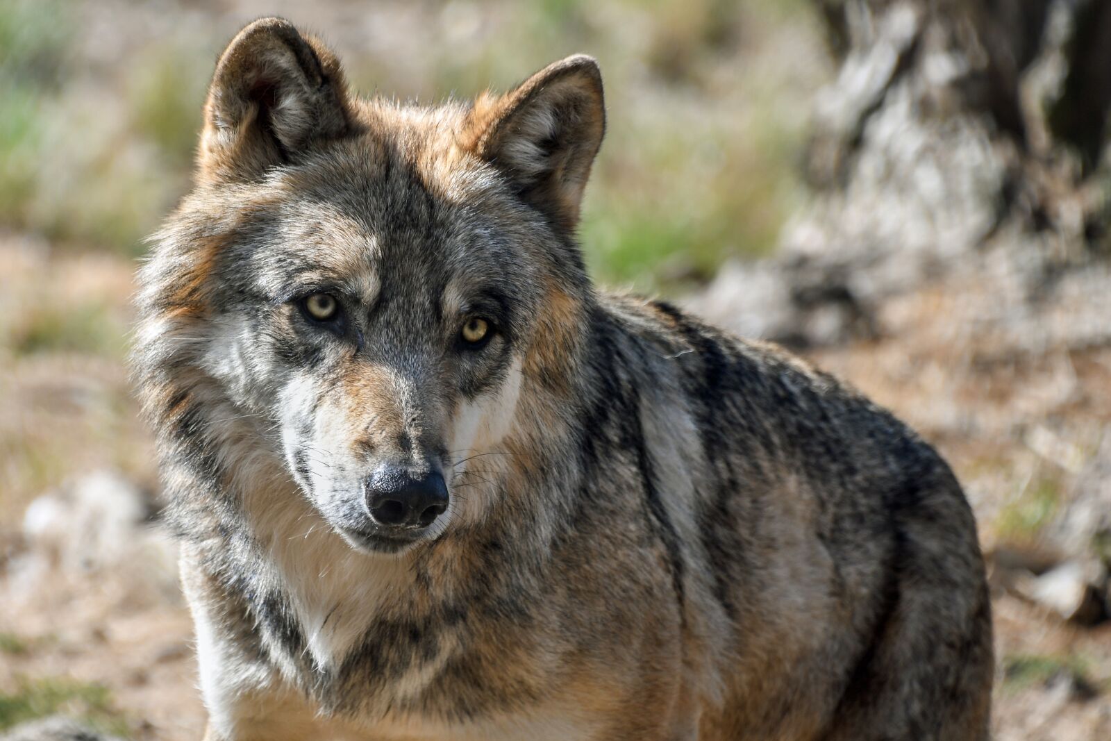 Nikon D500 sample photo. Wolf, grey, predator photography