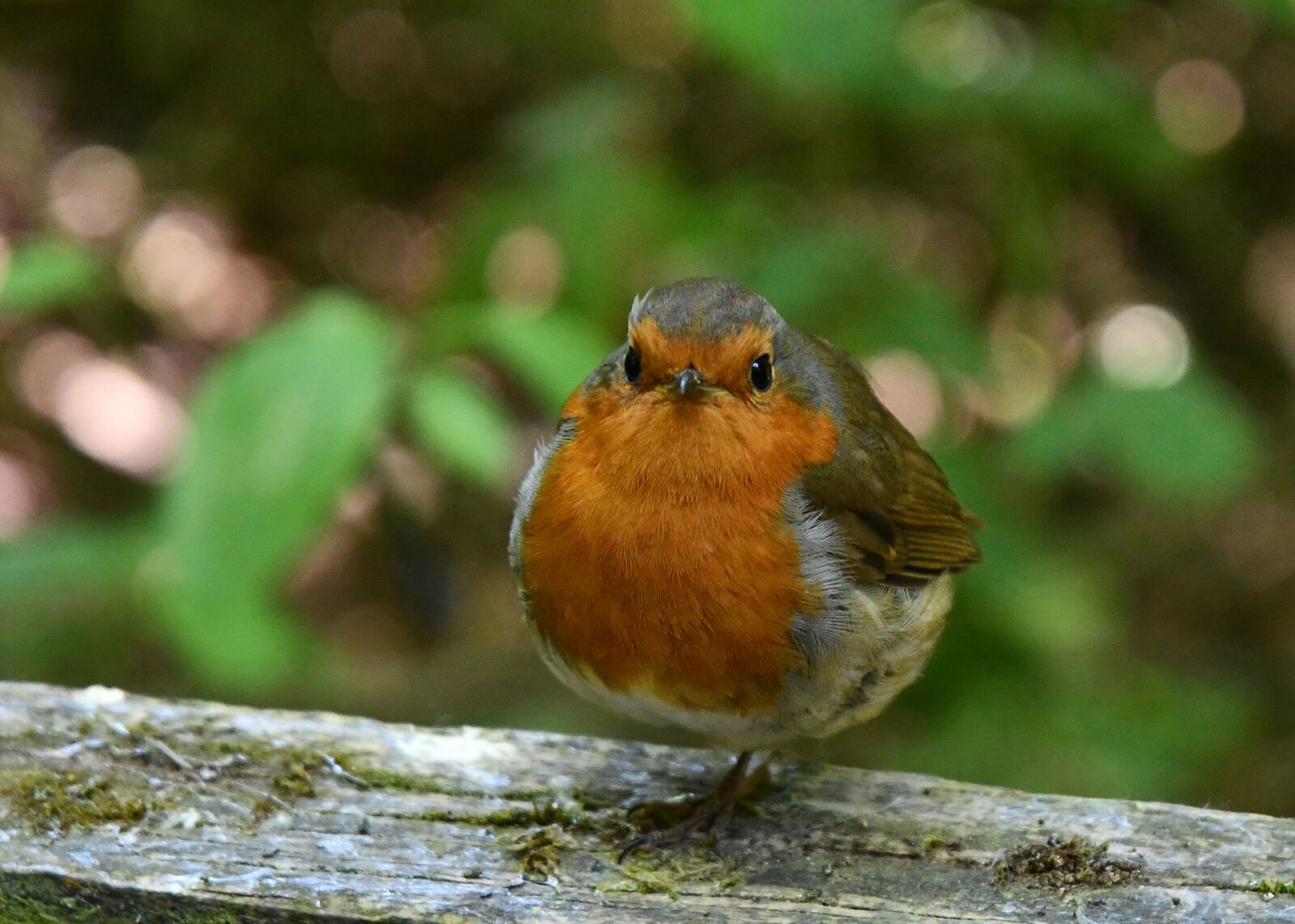Nikon D7500 sample photo. Robin, robin redbreast, bird photography