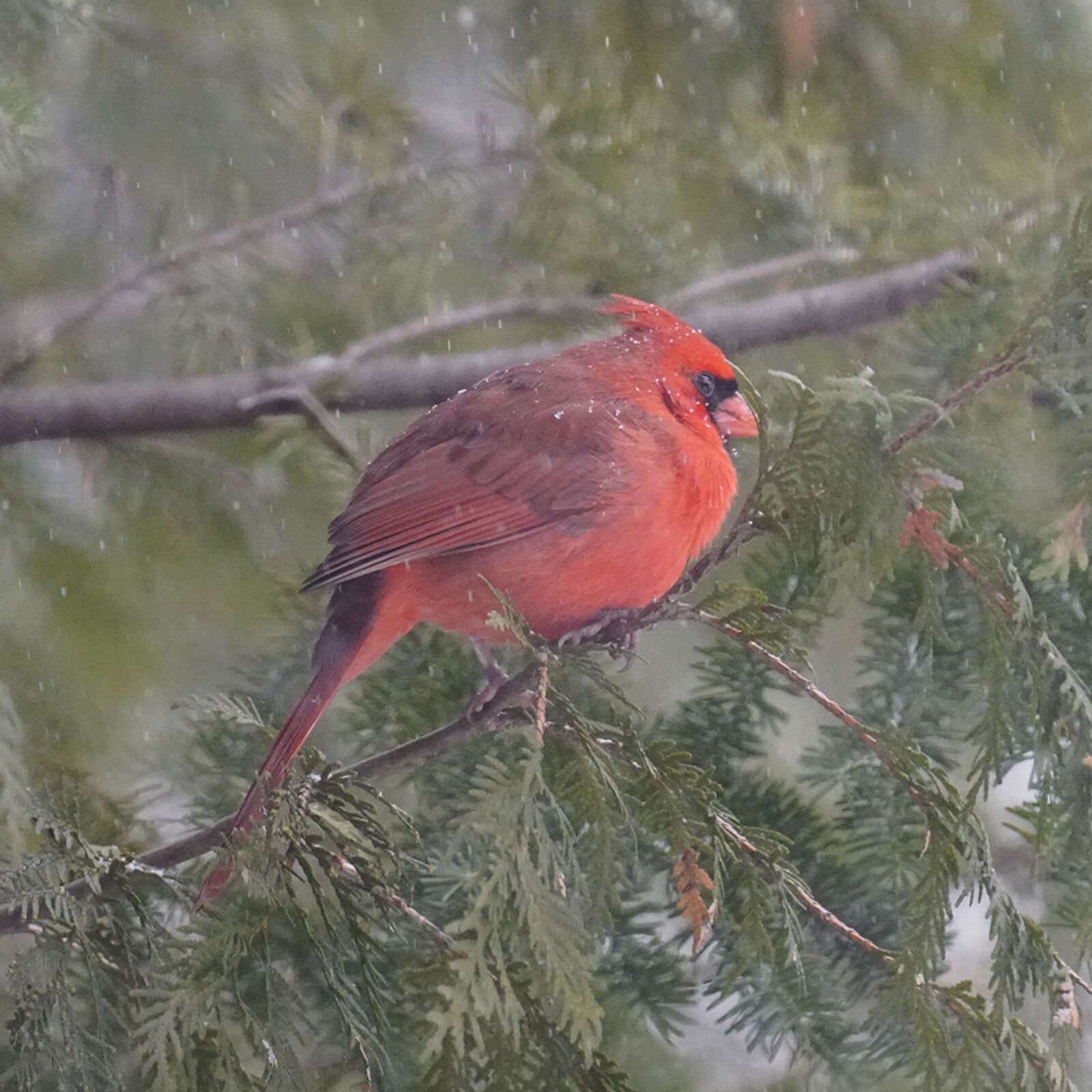 Sony FE 70-300mm F4.5-5.6 G OSS sample photo. Cardinal, bird, nature photography