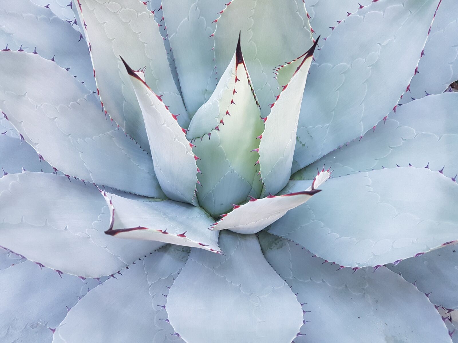 Samsung Galaxy S7 Edge sample photo. Cactus, mammilaria geminispina, mexico photography