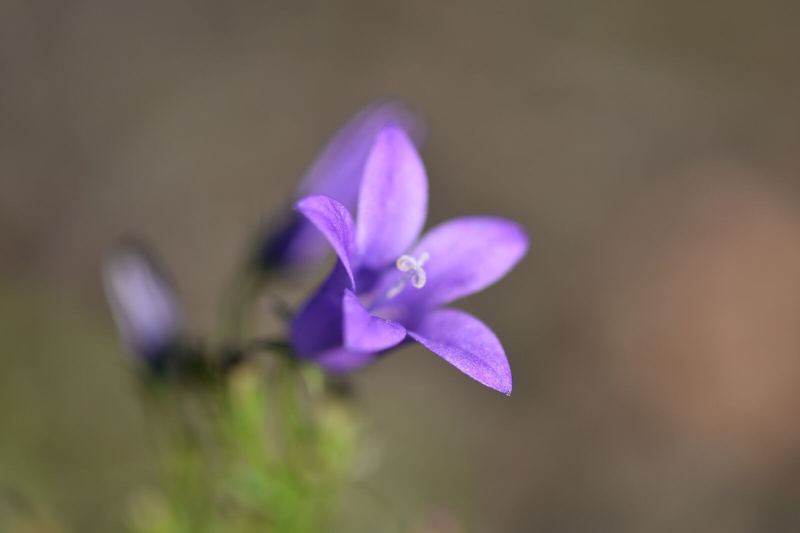 Nikon D750 sample photo. Lithodora, flowers, lavander photography
