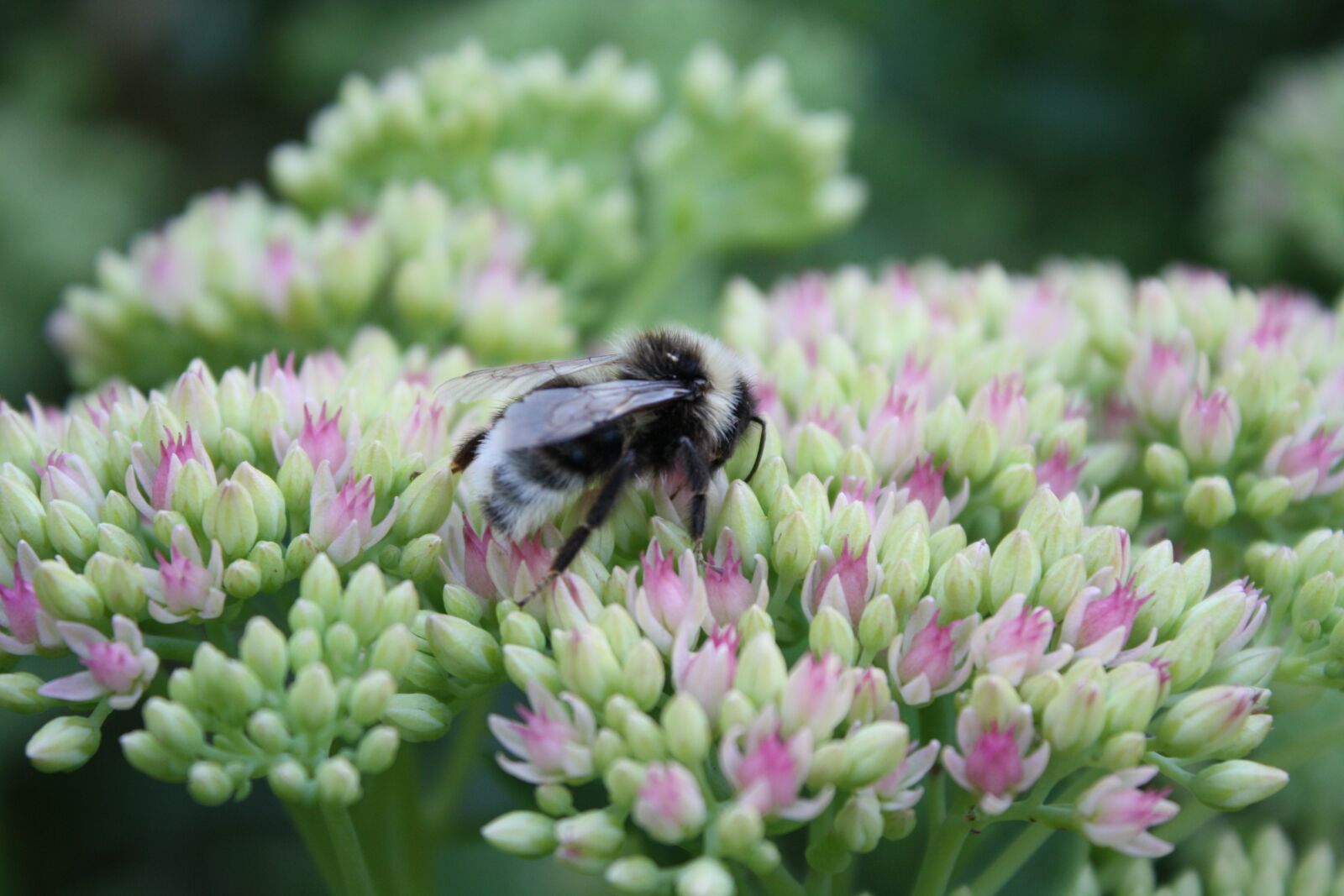 Canon EOS 1000D (EOS Digital Rebel XS / EOS Kiss F) sample photo. Bumblebee, flowers, insect photography