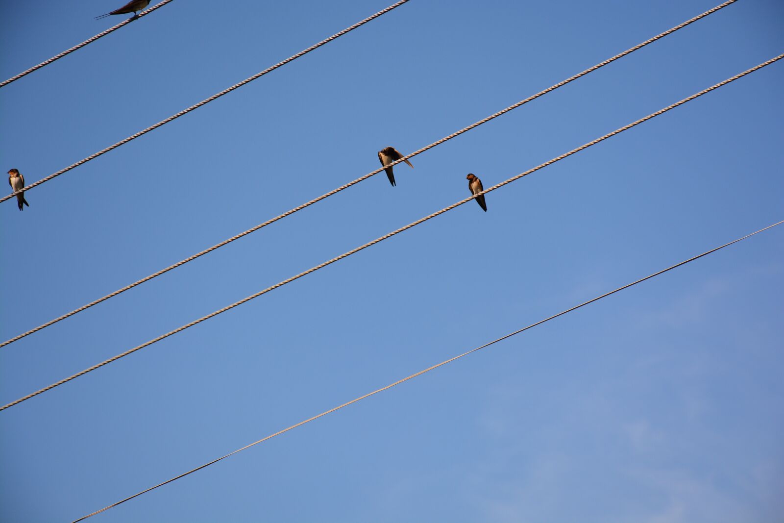Nikon D7100 sample photo. Wire, bird, diagonal photography