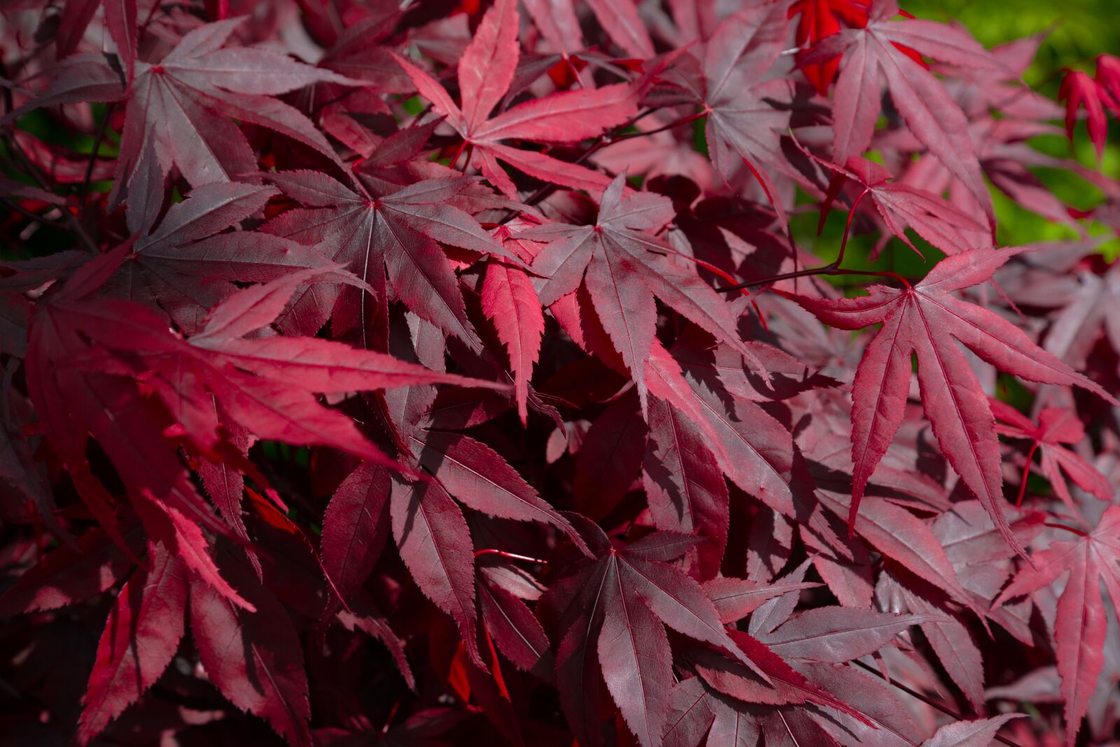 Nikon D610 sample photo. Red, maple, japan photography