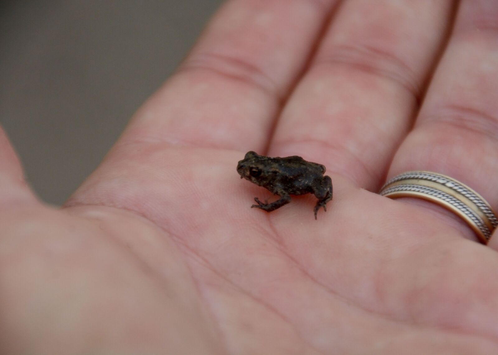 Nikon D7100 sample photo. Baby toad, tiny, macro photography
