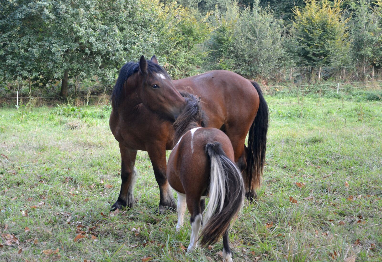 Nikon D5200 sample photo. Horse, shetland pony, complicity photography