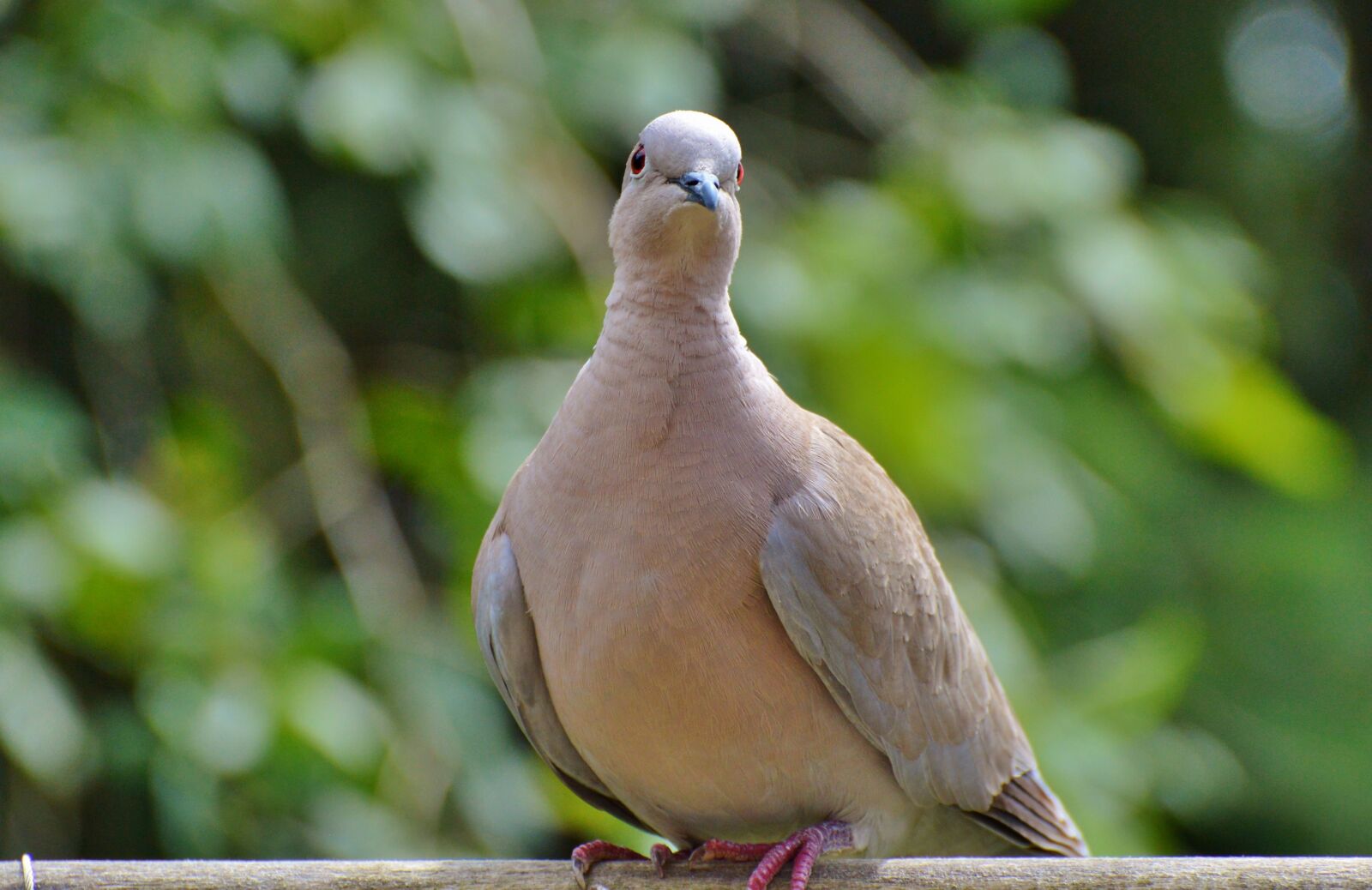 Nikon D3200 sample photo. Dove, collared, bird photography