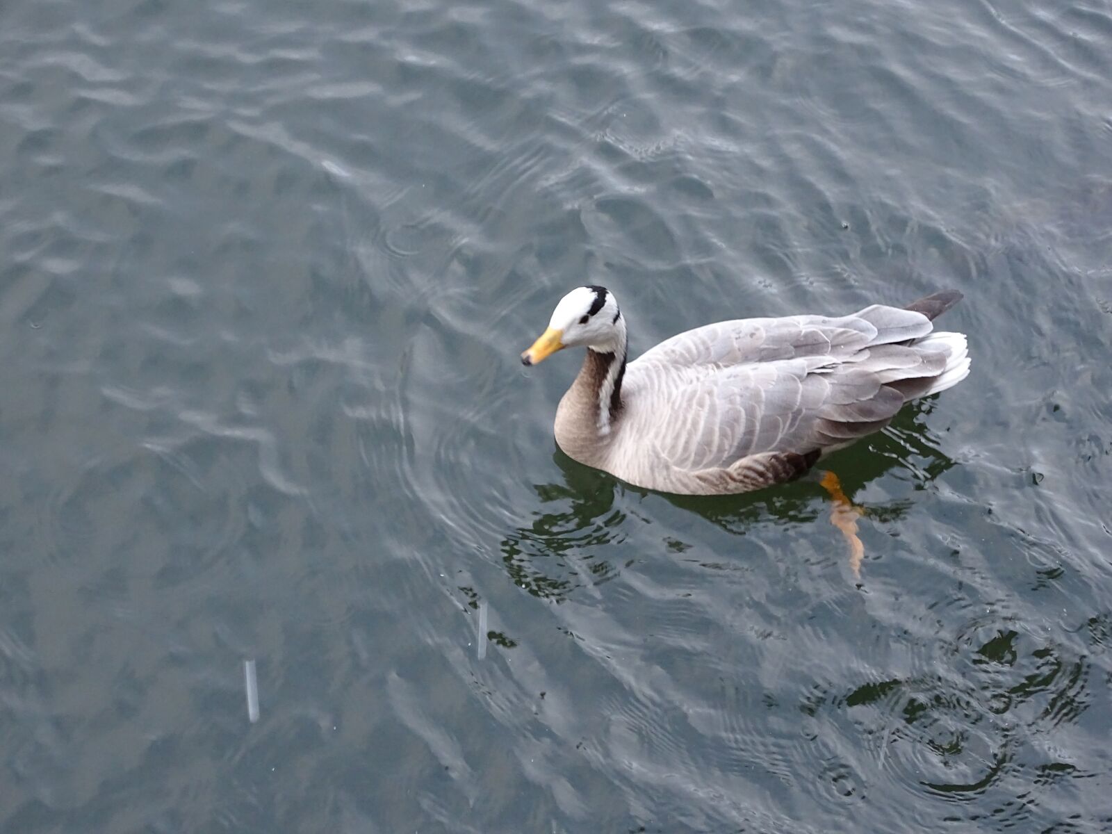 Sony Cyber-shot DSC-HX400V sample photo. Duck, mallard duck, pond photography