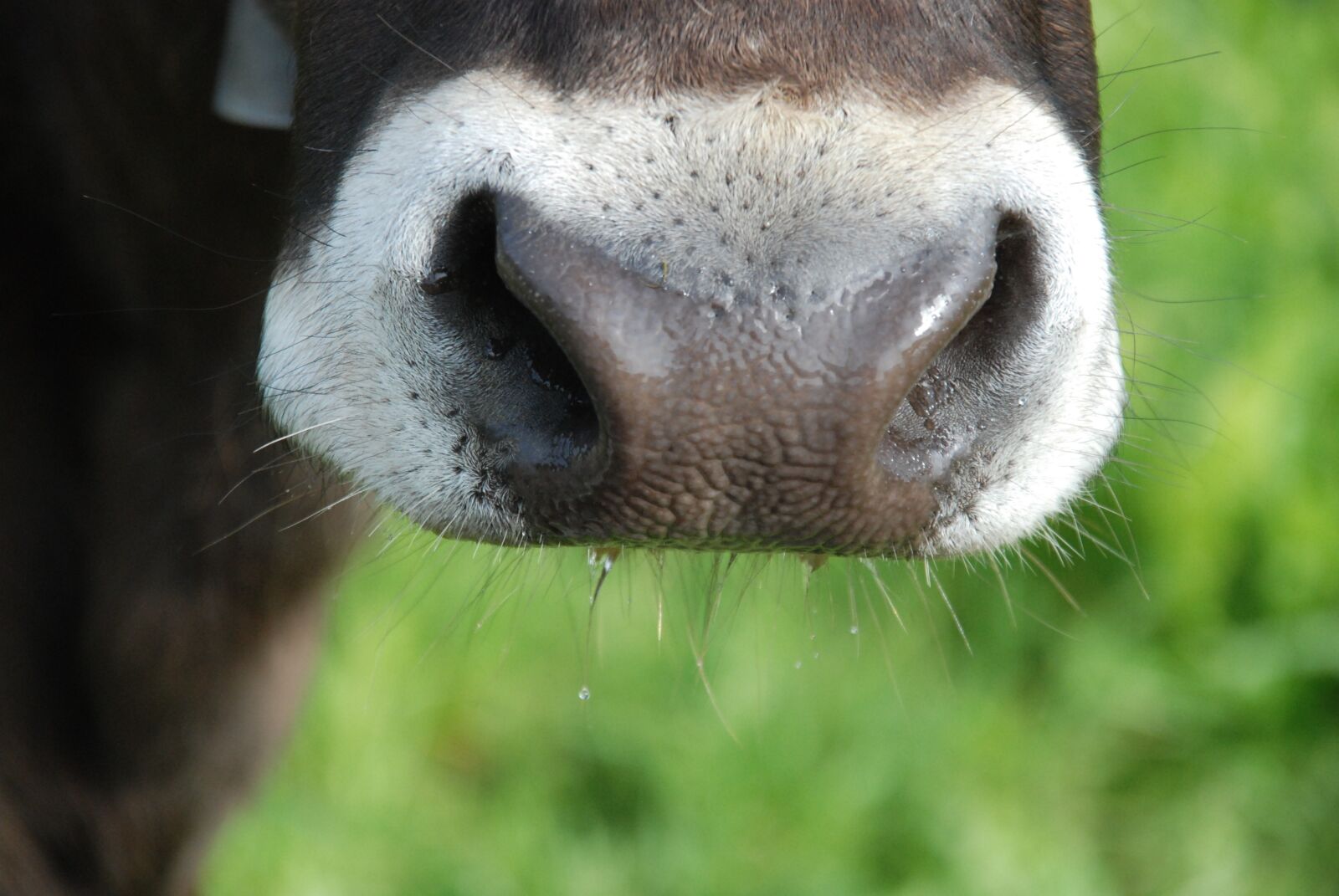 Nikon D80 sample photo. Cow, graze, landscape photography