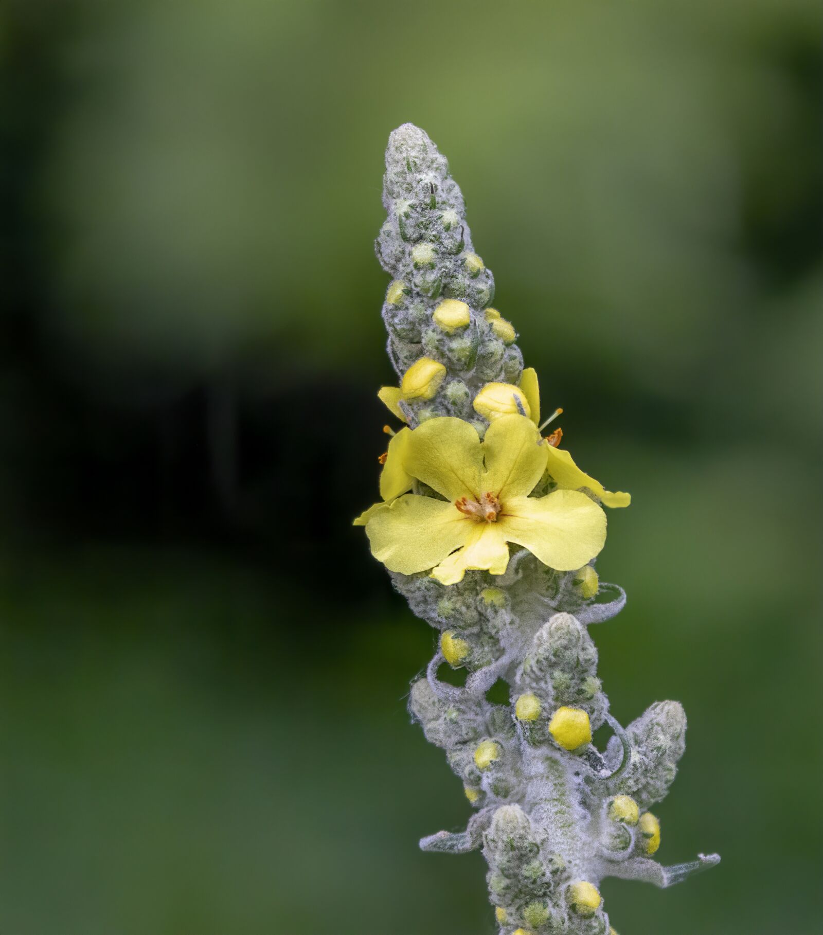 Sigma 100-400mm F5-6.3 DG OS HSM sample photo. Mullein, great, wildflower photography