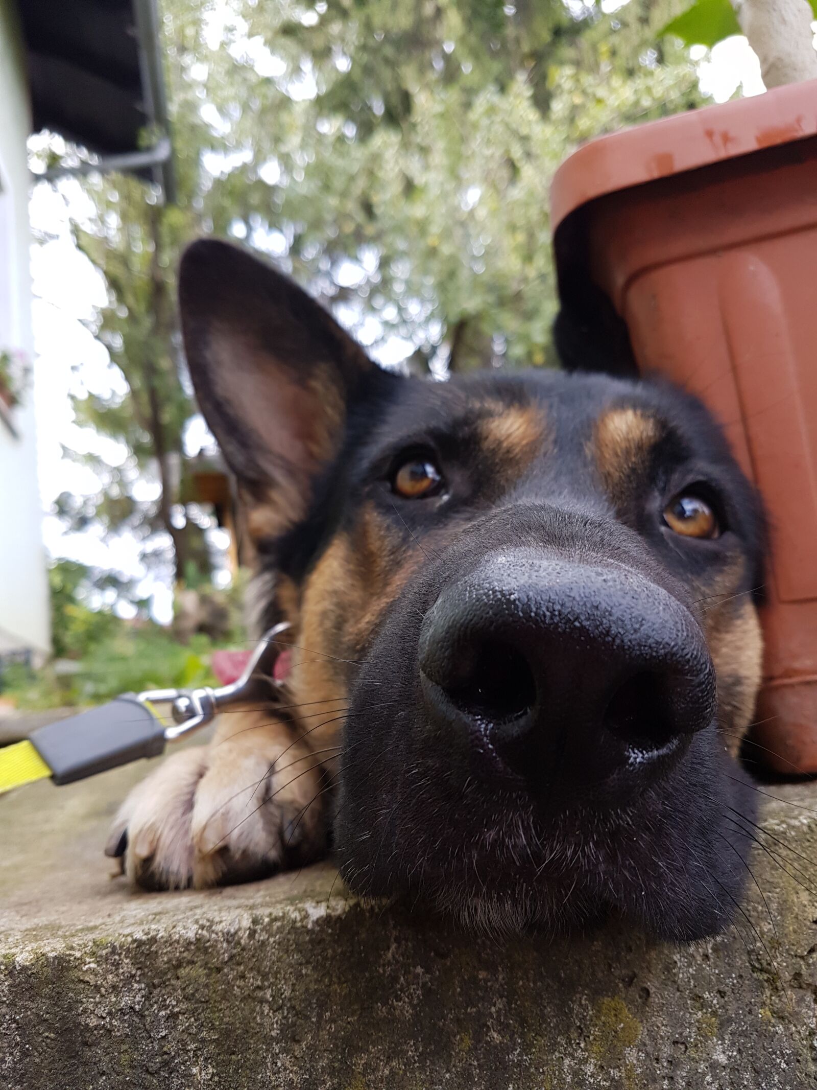 Samsung Galaxy S7 Edge sample photo. Dog, happy dog, dog photography