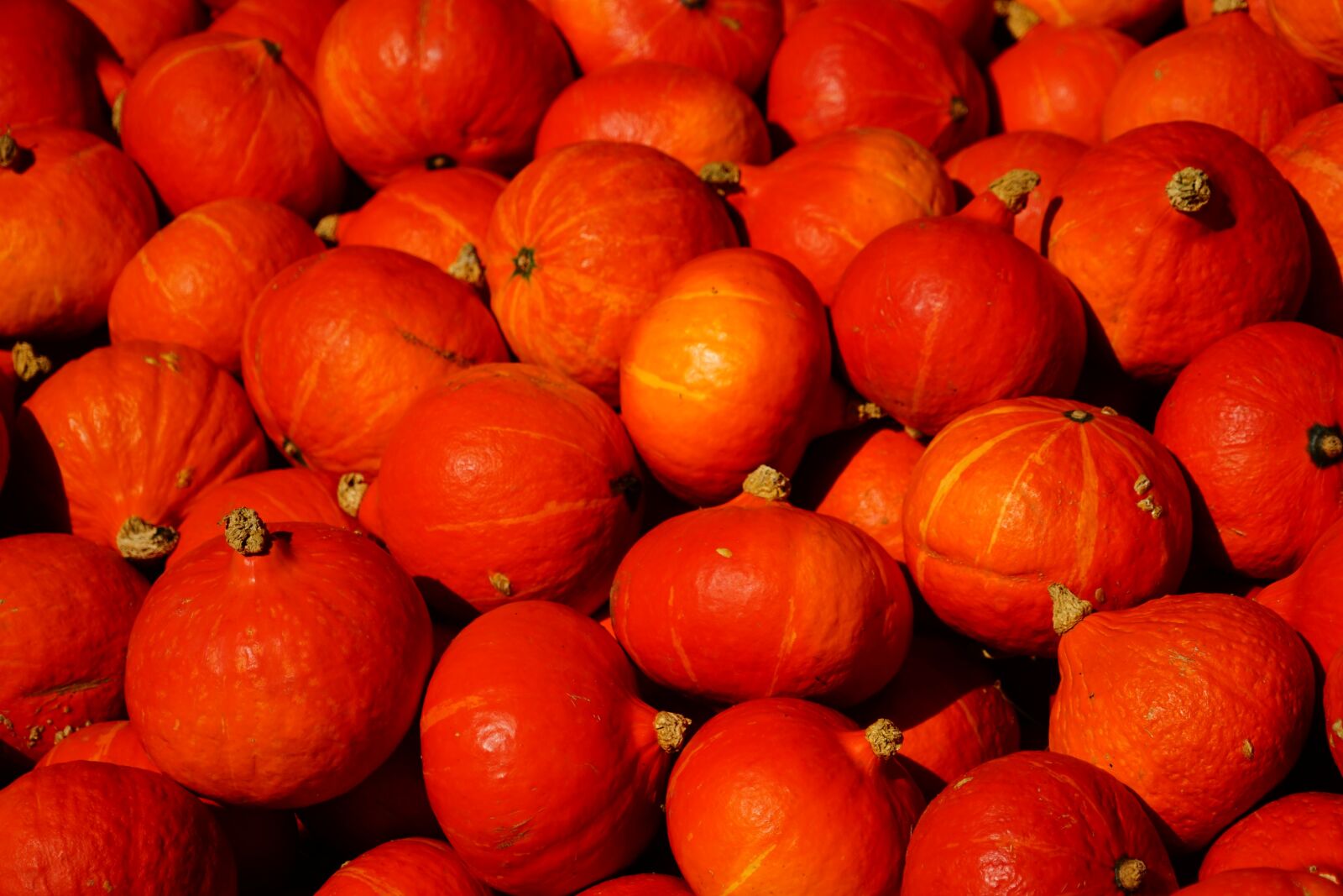 Sony a7 + Sony FE 24-240mm F3.5-6.3 OSS sample photo. Pumpkins, orange, halloween photography