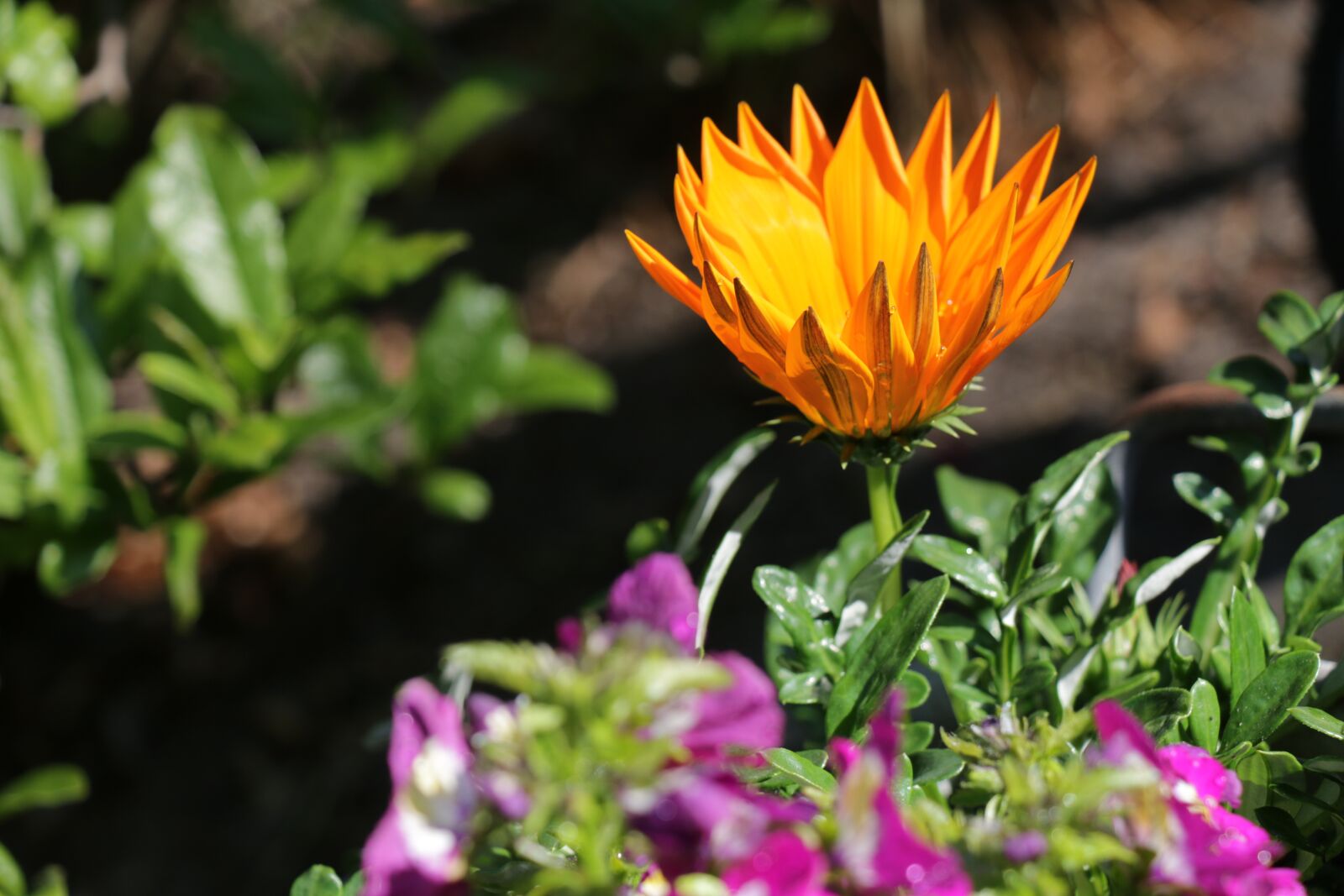 Canon EOS 70D sample photo. Flower, colors, colorful photography