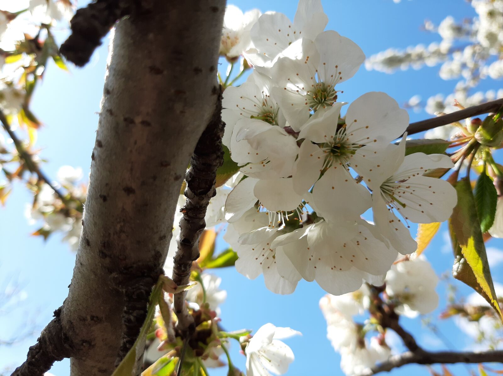 Samsung Galaxy A50 sample photo. Spring, flowers, sky photography