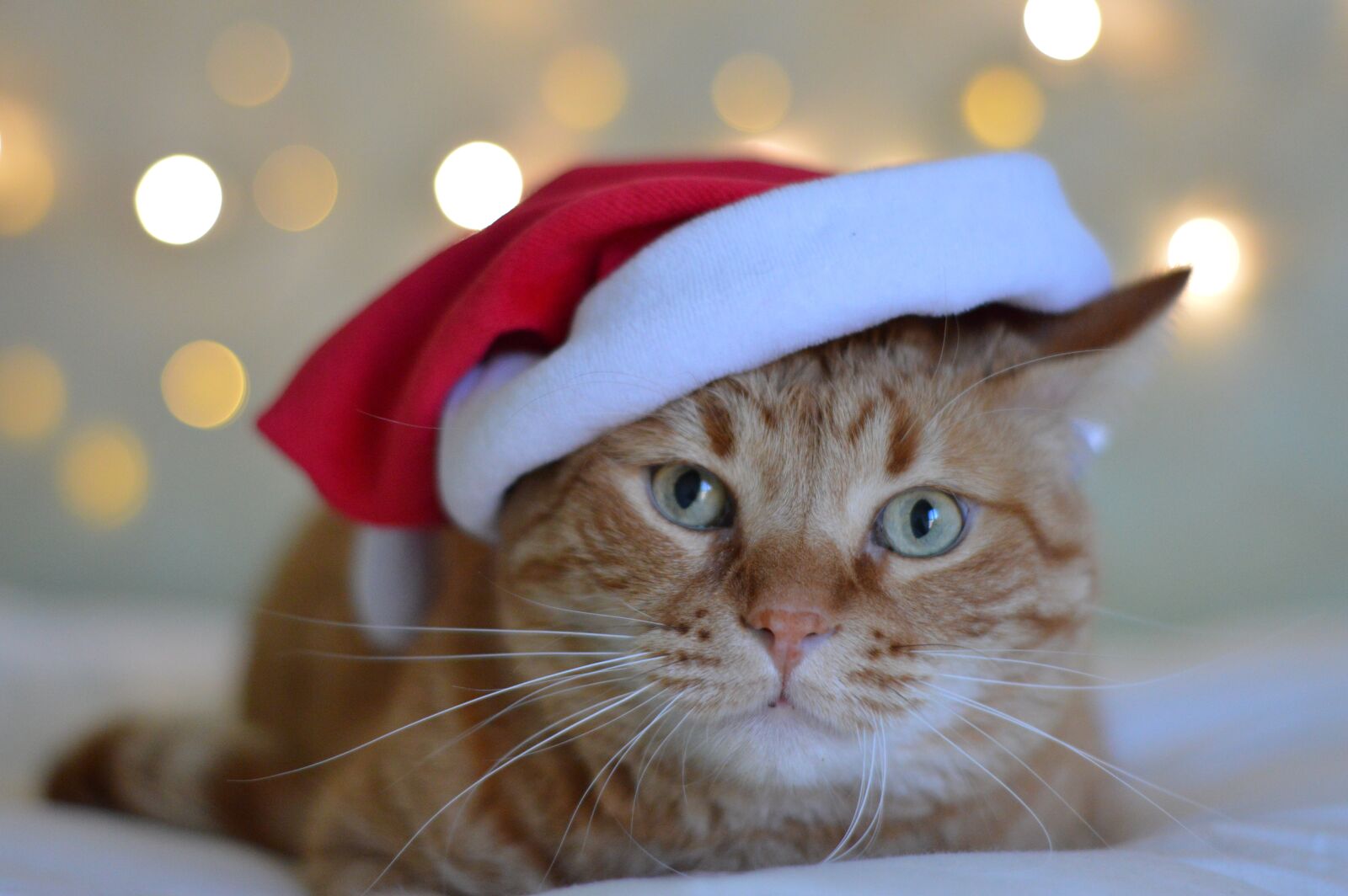 Nikon D3200 sample photo. Nice, cat, animal photography